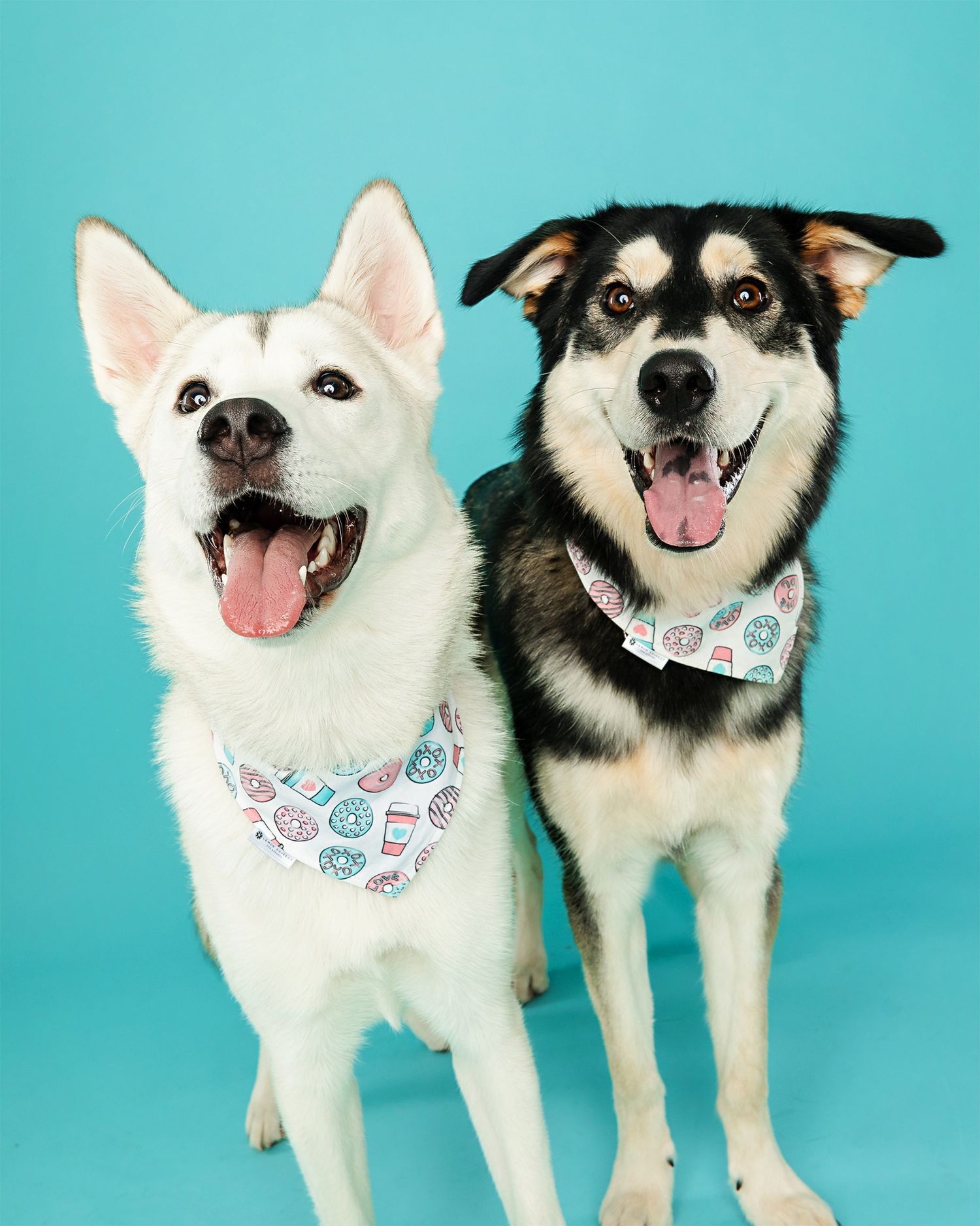 Two happy huskies wearing matching patterned bandanas pose together on turquoise background.