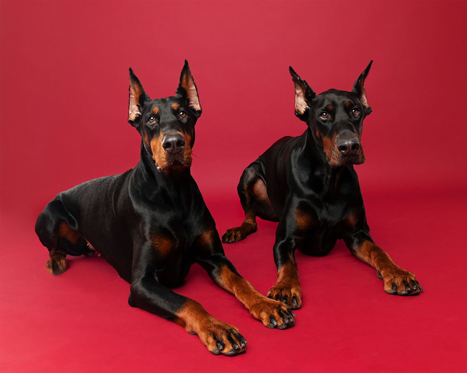 Two alert Doberman Pinschers lying down together against a red background.