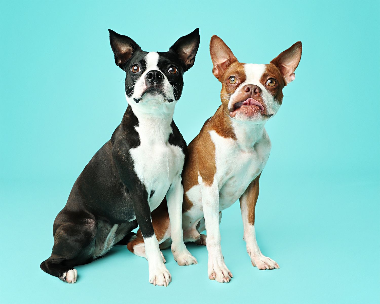 Two Chihuahuas, one black and white and one brown, sit together against a turquoise backdrop.