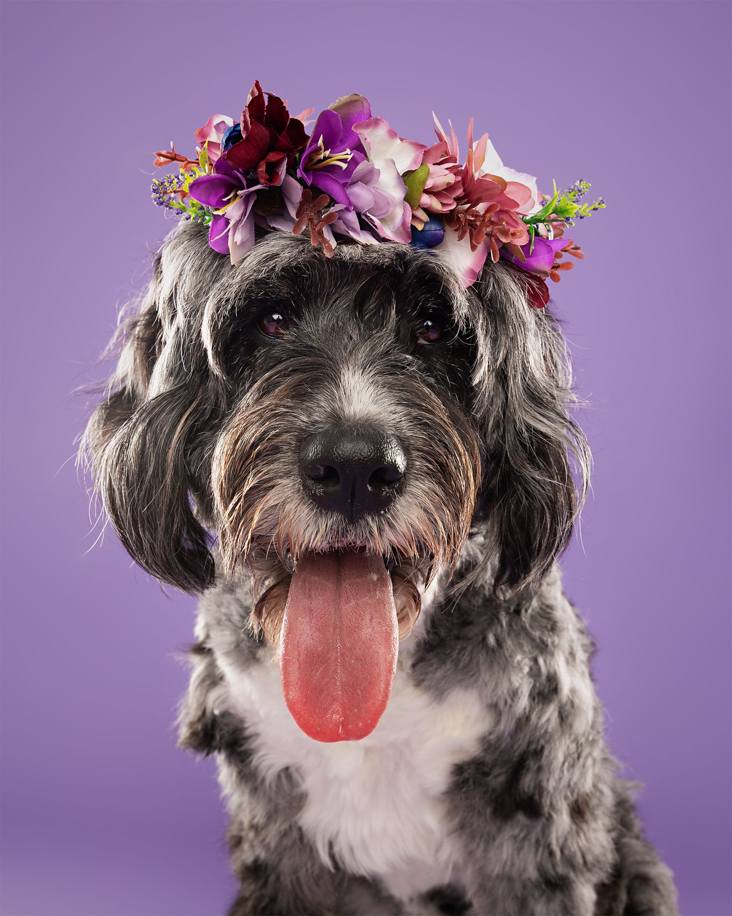 Small scruffy gray dog wearing colorful flower crown on purple background in different expressions.