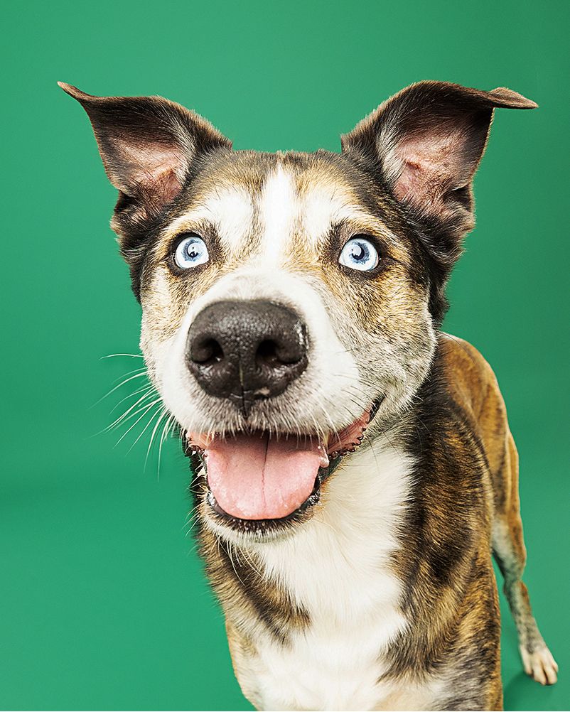 An excited mixed breed dog with bright eyes smiles at camera against green background.