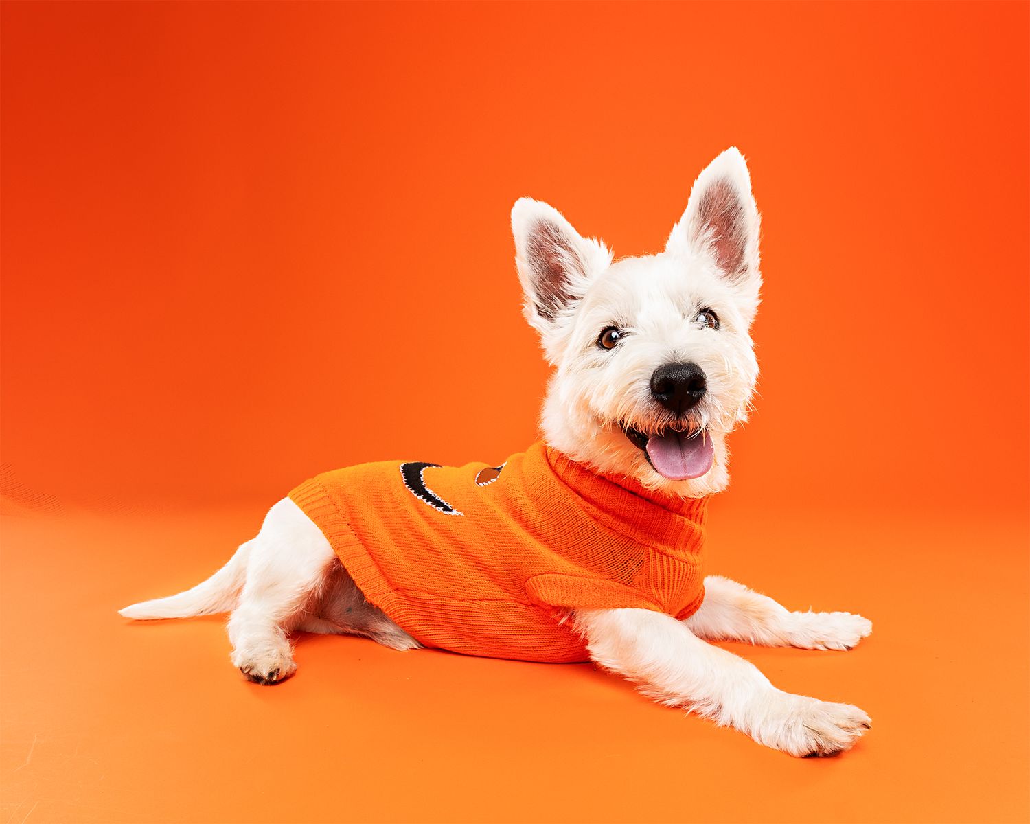 White terrier wearing orange sweater poses playfully against orange background.
