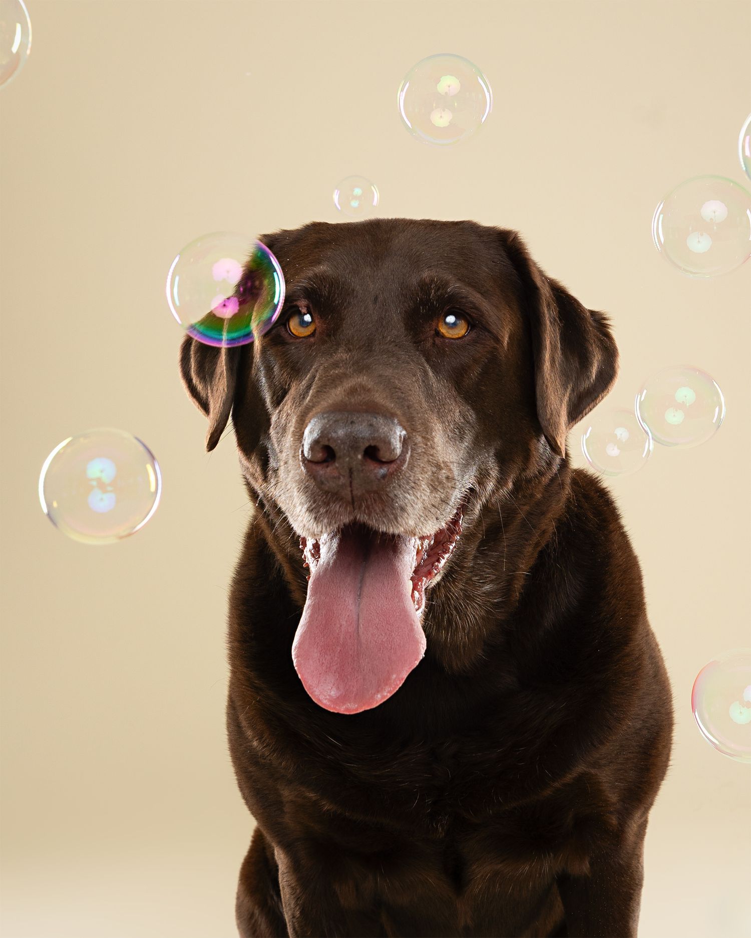 Chocolate Labrador photographed with soap bubbles floating around on beige background.