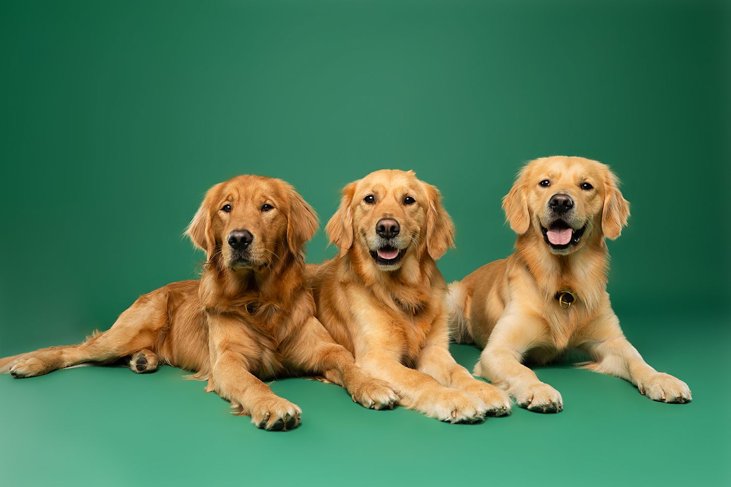 Multiple golden retrievers lounging in various poses against a green studio backdrop.