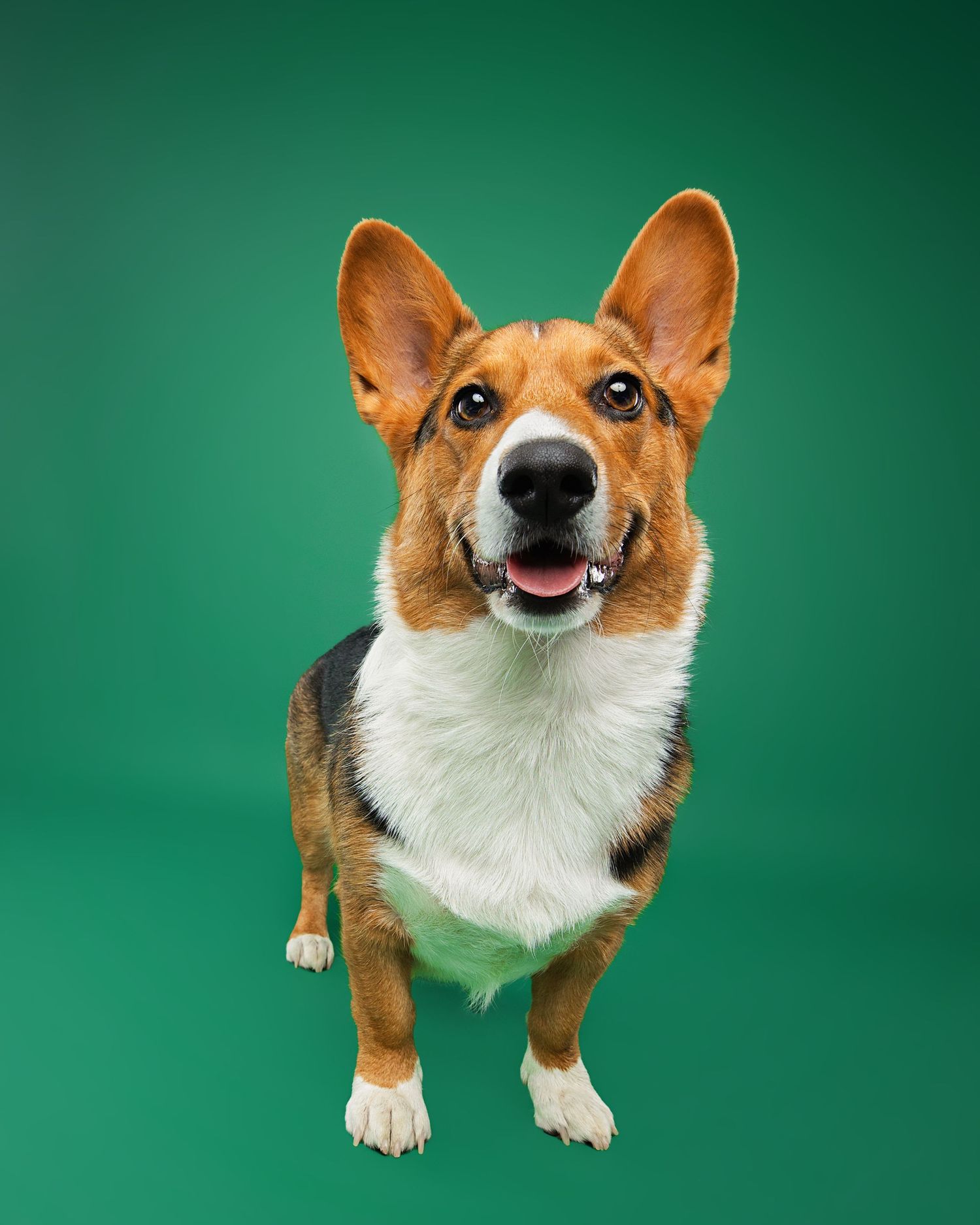 Happy Corgi dog with orange and white fur photographed against green studio backdrop.