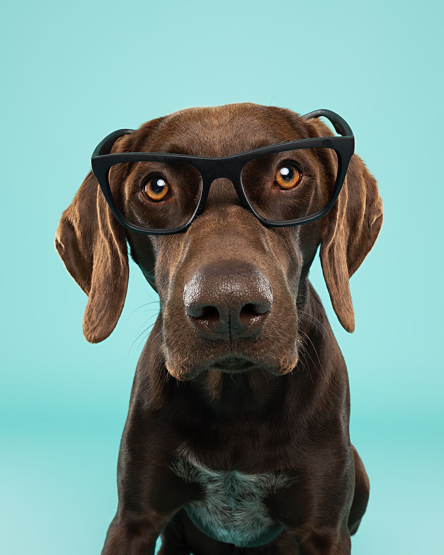 Chocolate Labrador wearing glasses poses in various angles against turquoise background.