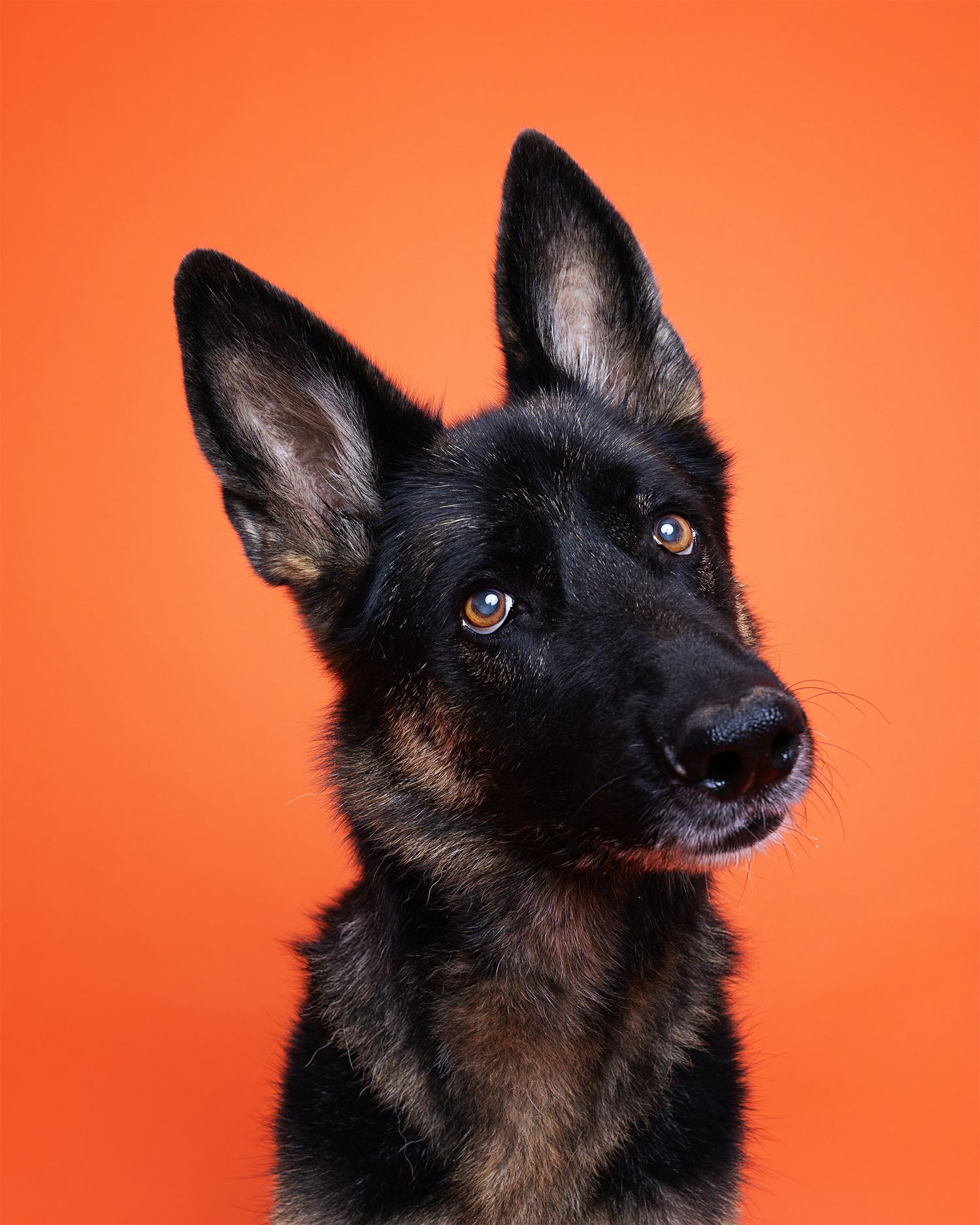 German Shepherd dog portrait with alert expression against orange background.