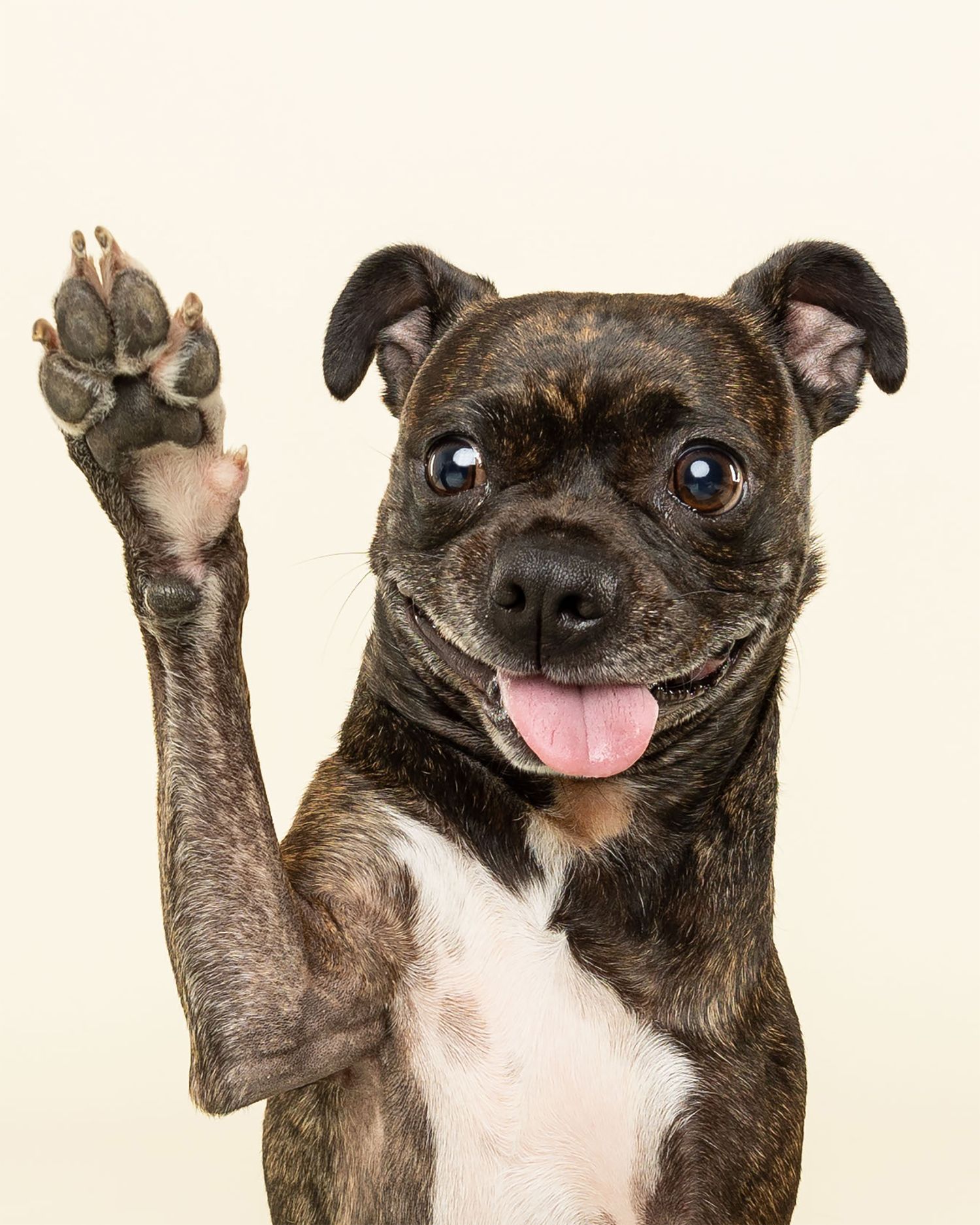 Smiling Staffordshire terrier raising paw for high-five against white background.