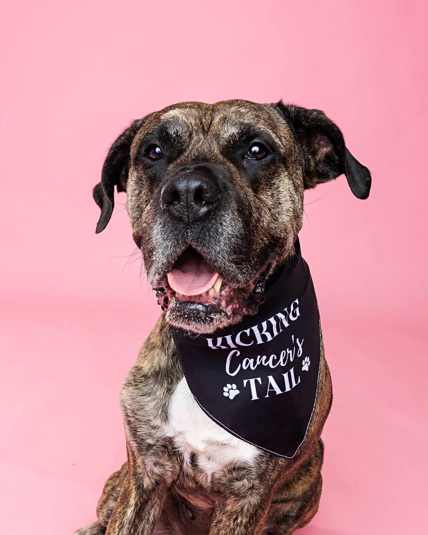 A senior brindle dog wearing a black bandana smiles against pink background.