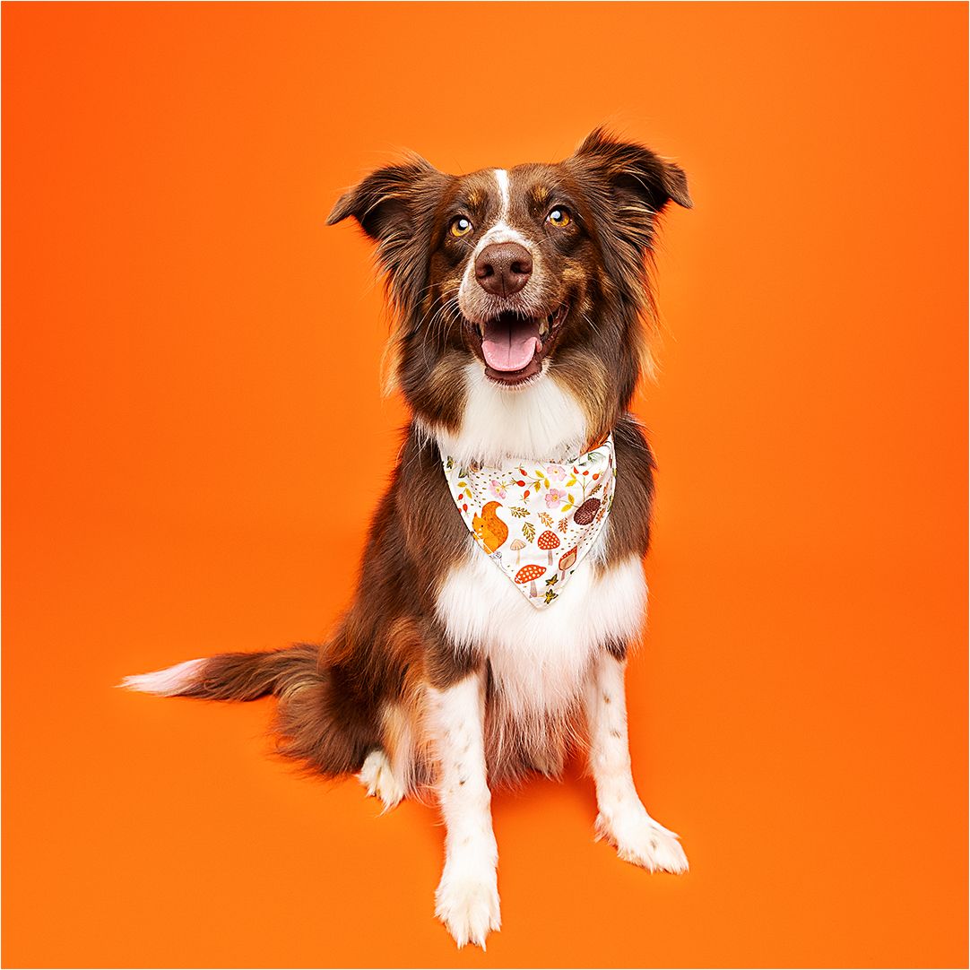 Playful brown and white dog poses against bright orange background in portrait series sequence.