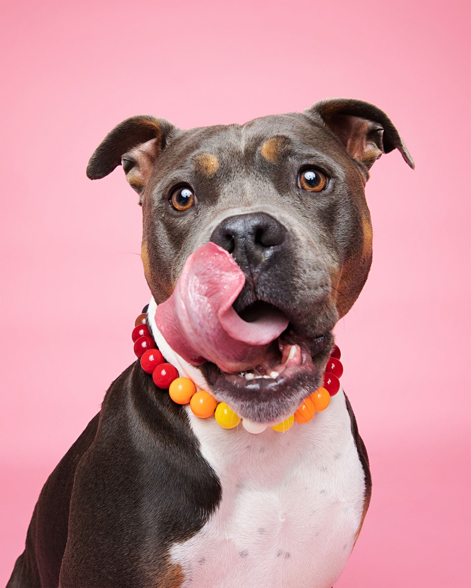 Pit bull with colorful bead collar sticks tongue out against pink background.