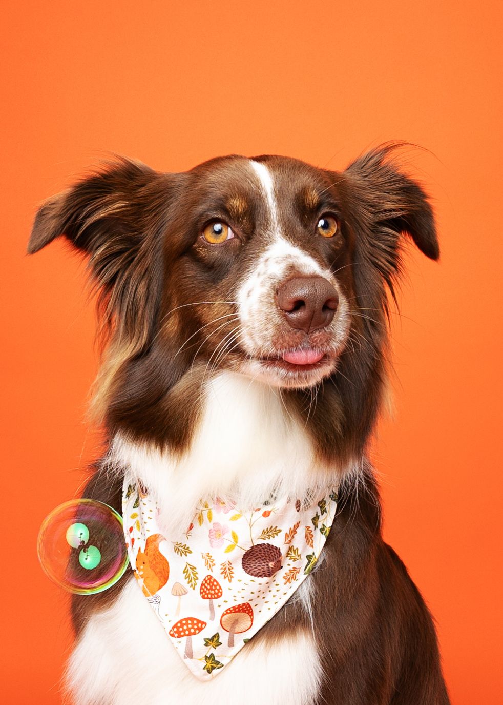 Brown and white border collie wearing a colorful food-themed bandana shown in multiple poses against orange background.