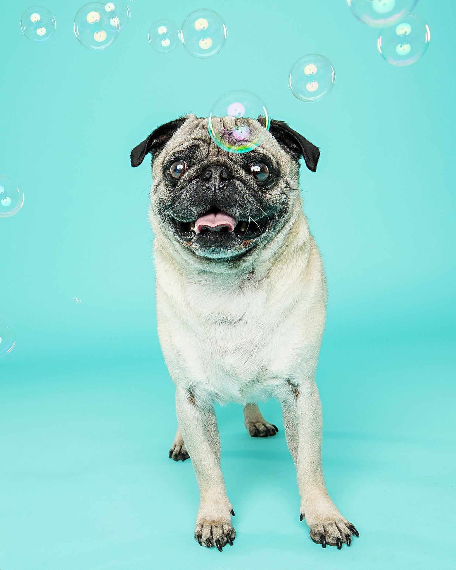 Pug dog making funny faces with bubbles on turquoise background in photo sequence.