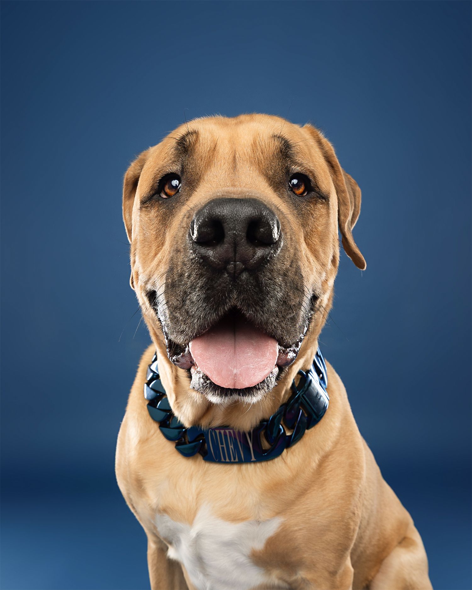Portrait series of a smiling tan pit bull wearing blue collar against dark blue background.