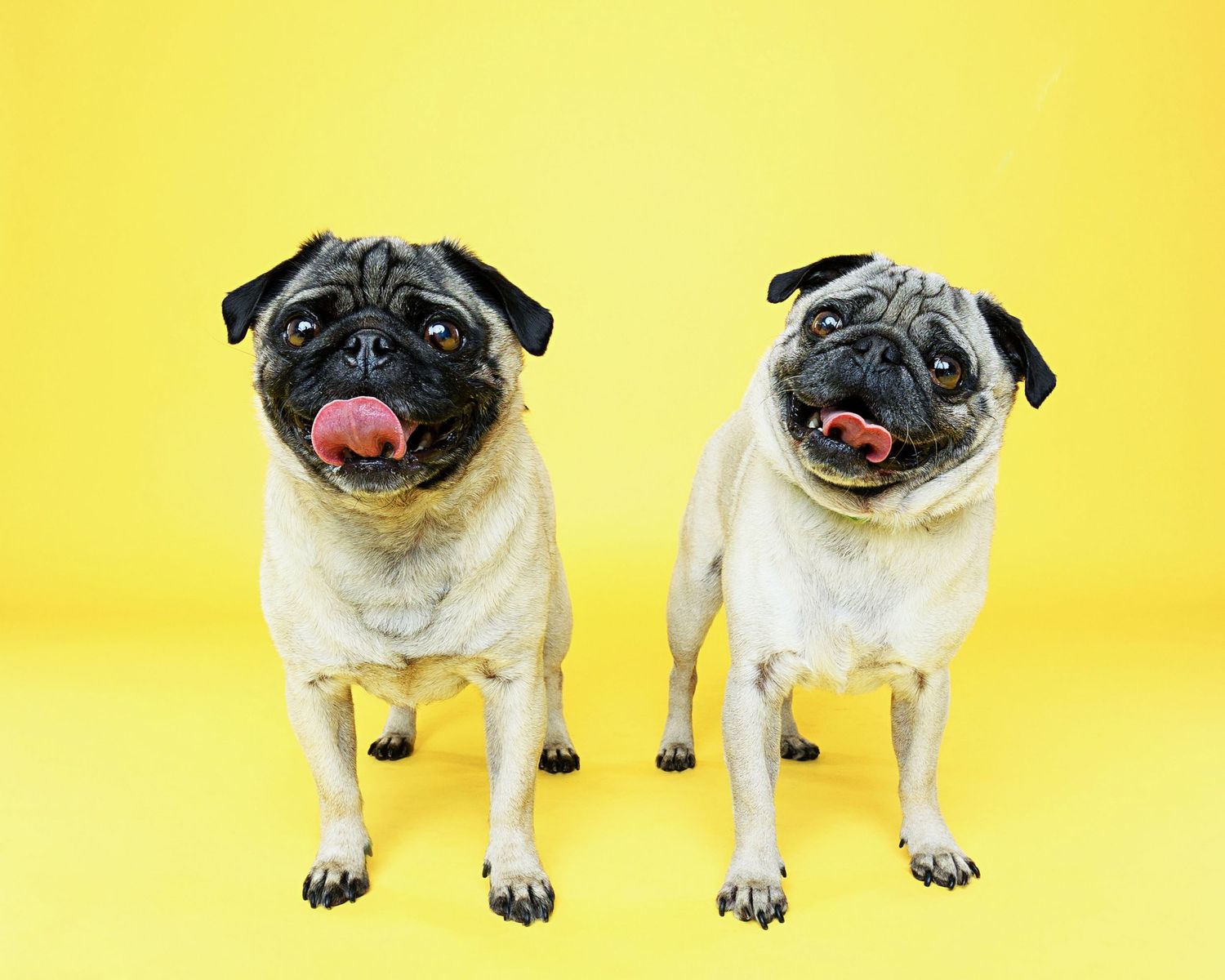 Two pug dogs with tongues out standing together against yellow background.