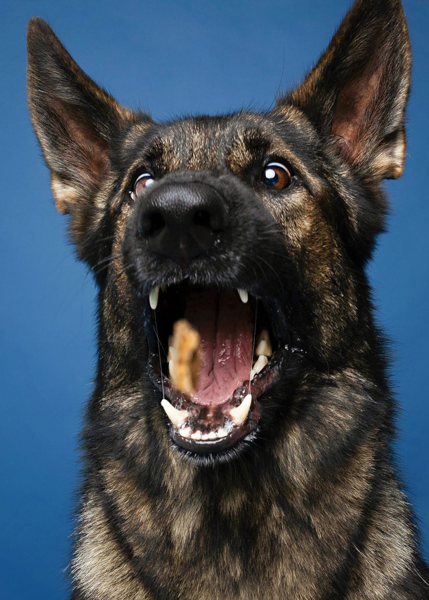 German Shepherd with mouth open showing teeth against blue background.