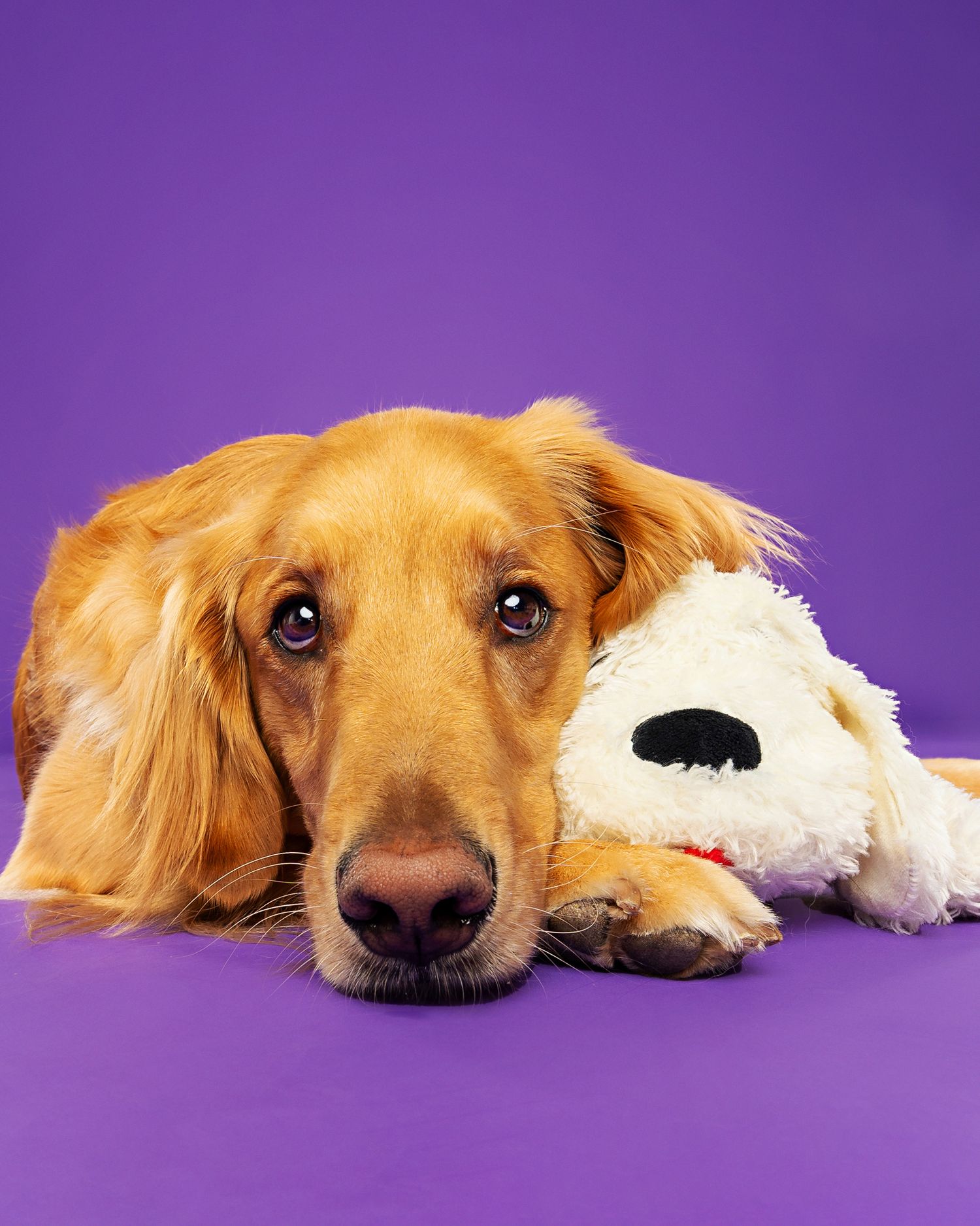 Golden retriever resting with stuffed animal on purple backdrop.