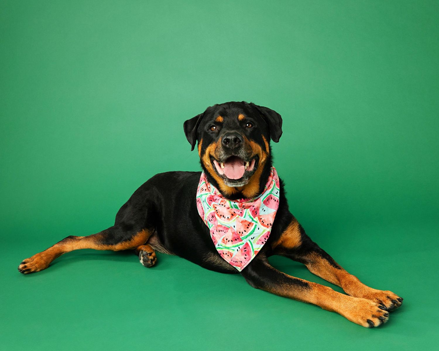 A happy Rottweiler mix wearing a floral bandana lies down on a green backdrop.