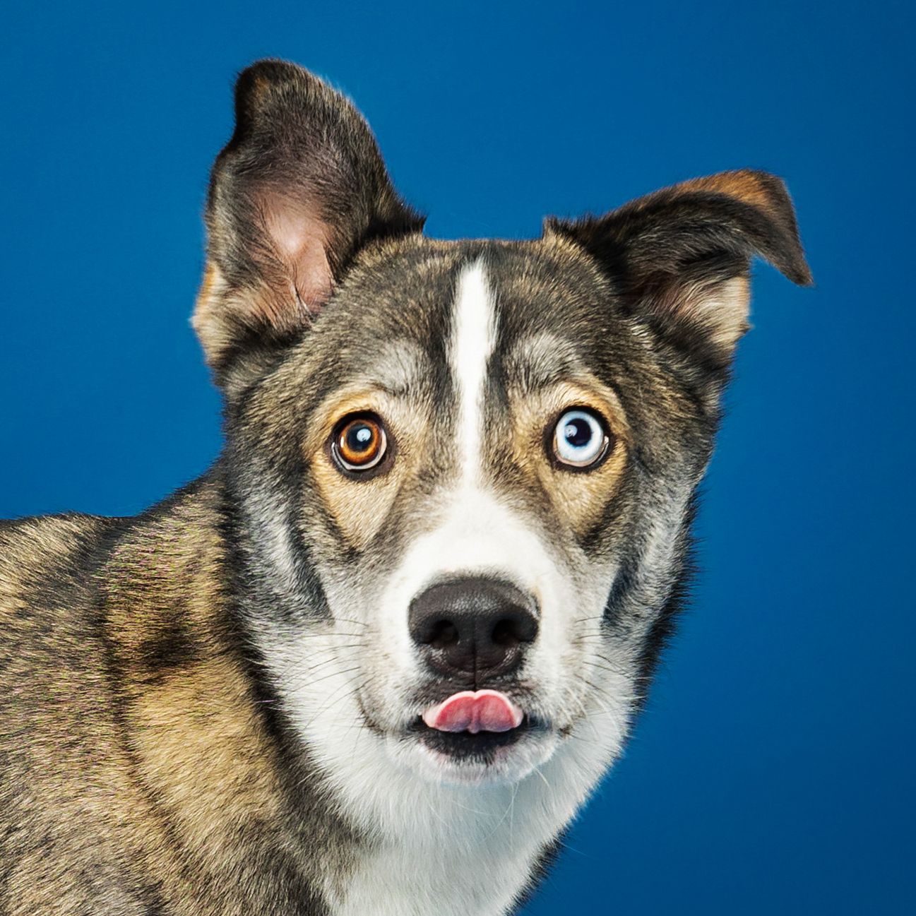 Sequence of expressive headshots of a husky mix dog with distinct markings against blue background.