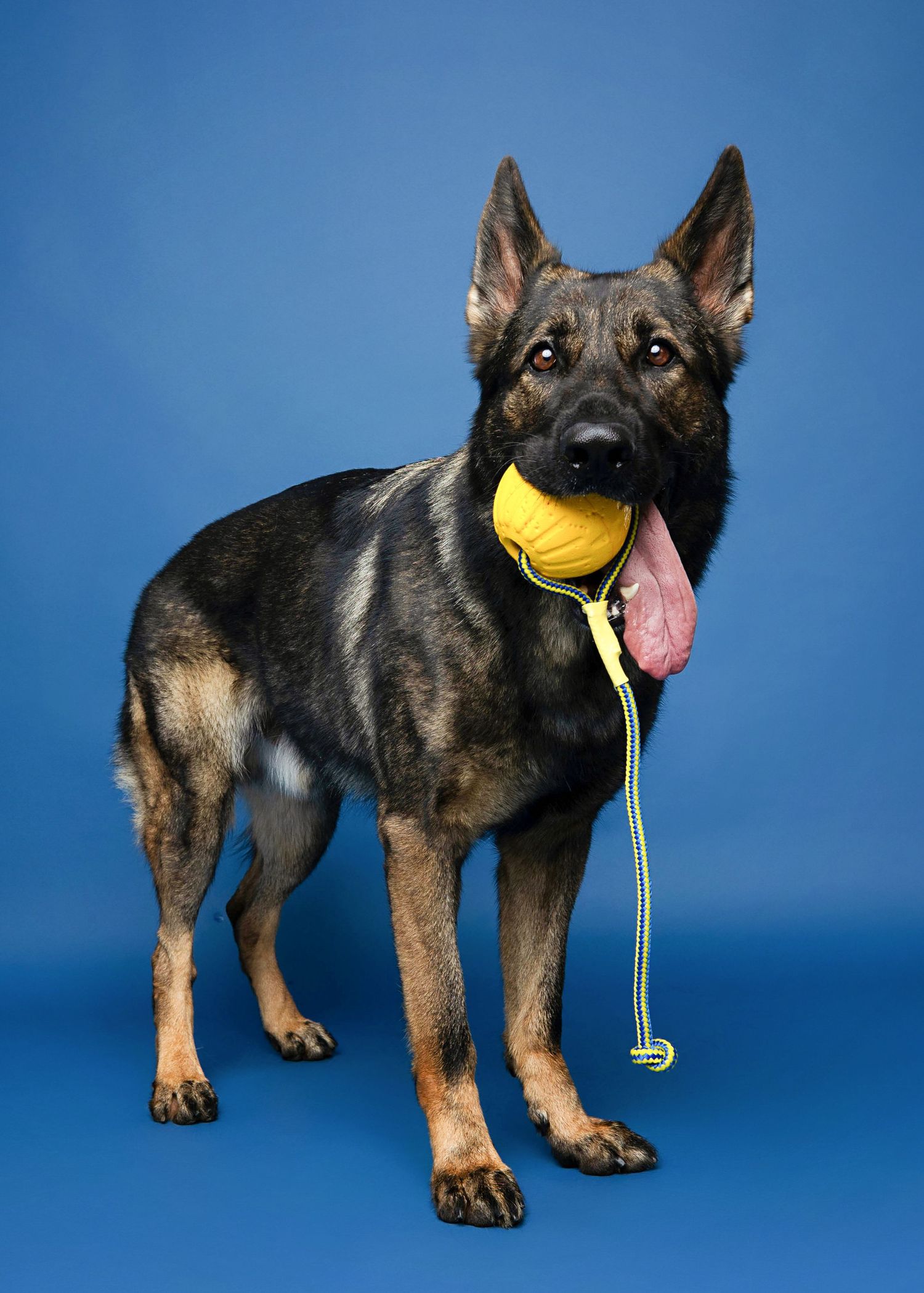 German Shepherd holding yellow tennis ball on blue backdrop.