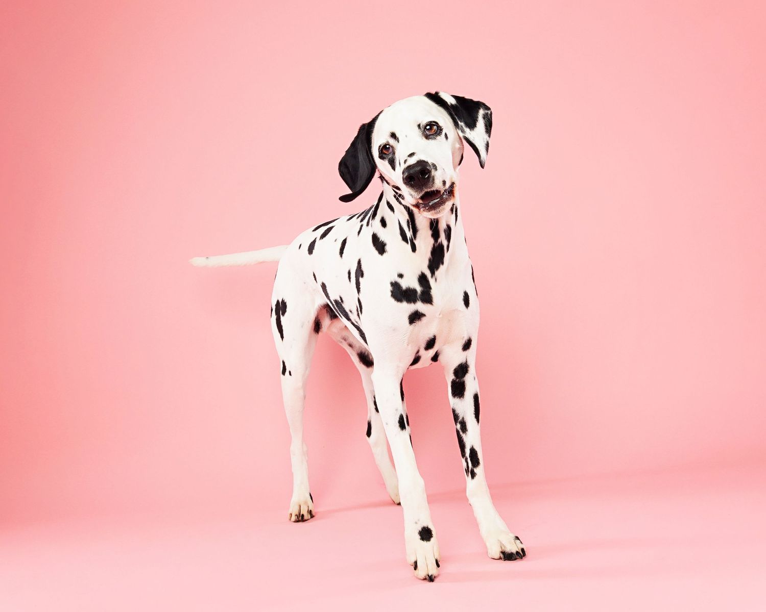 Spotted Dalmatian dog standing alert against pink background.