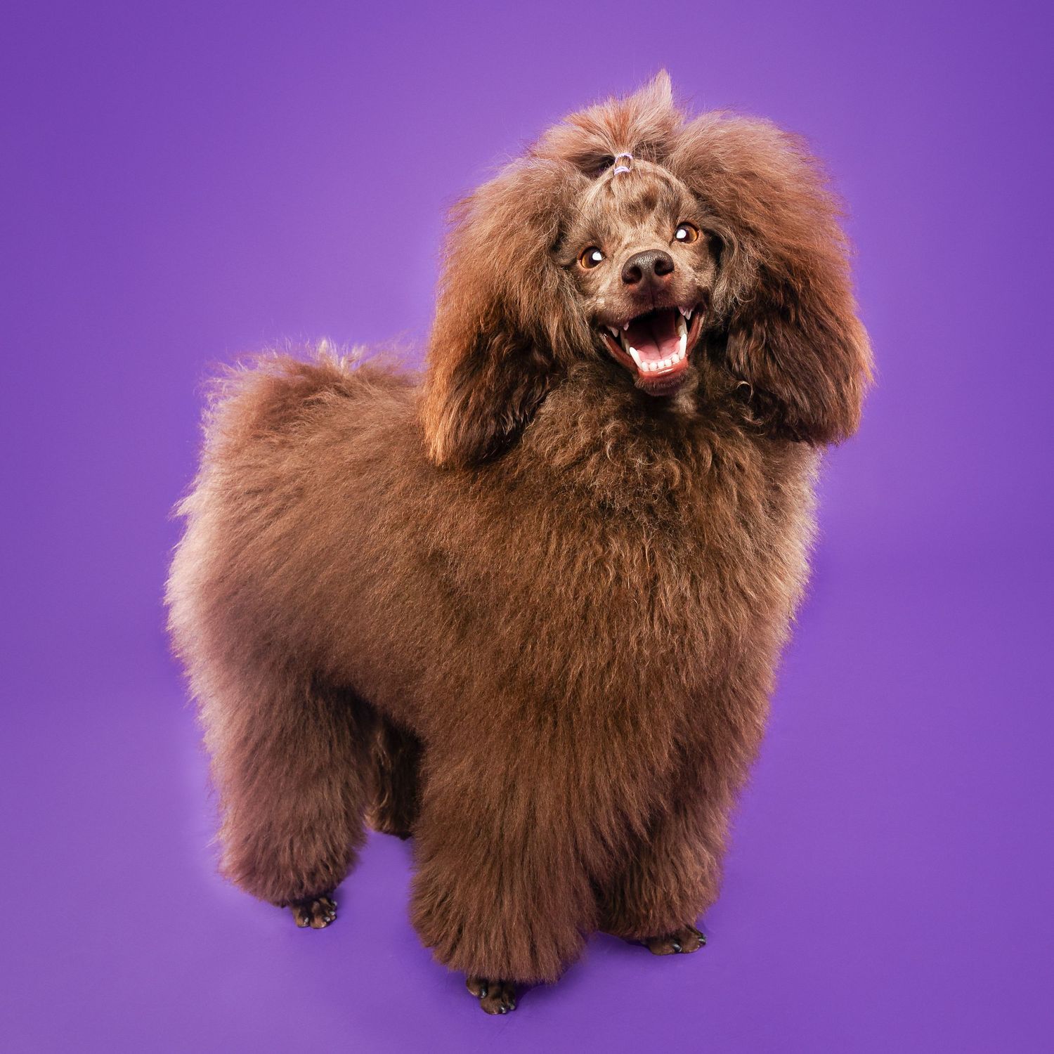 Fluffy brown poodle with voluminous fur standing against purple background.