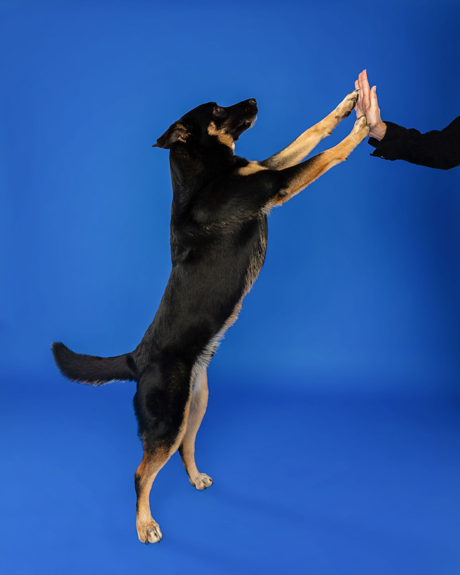 German Shepherd jumping and playing against blue studio background.