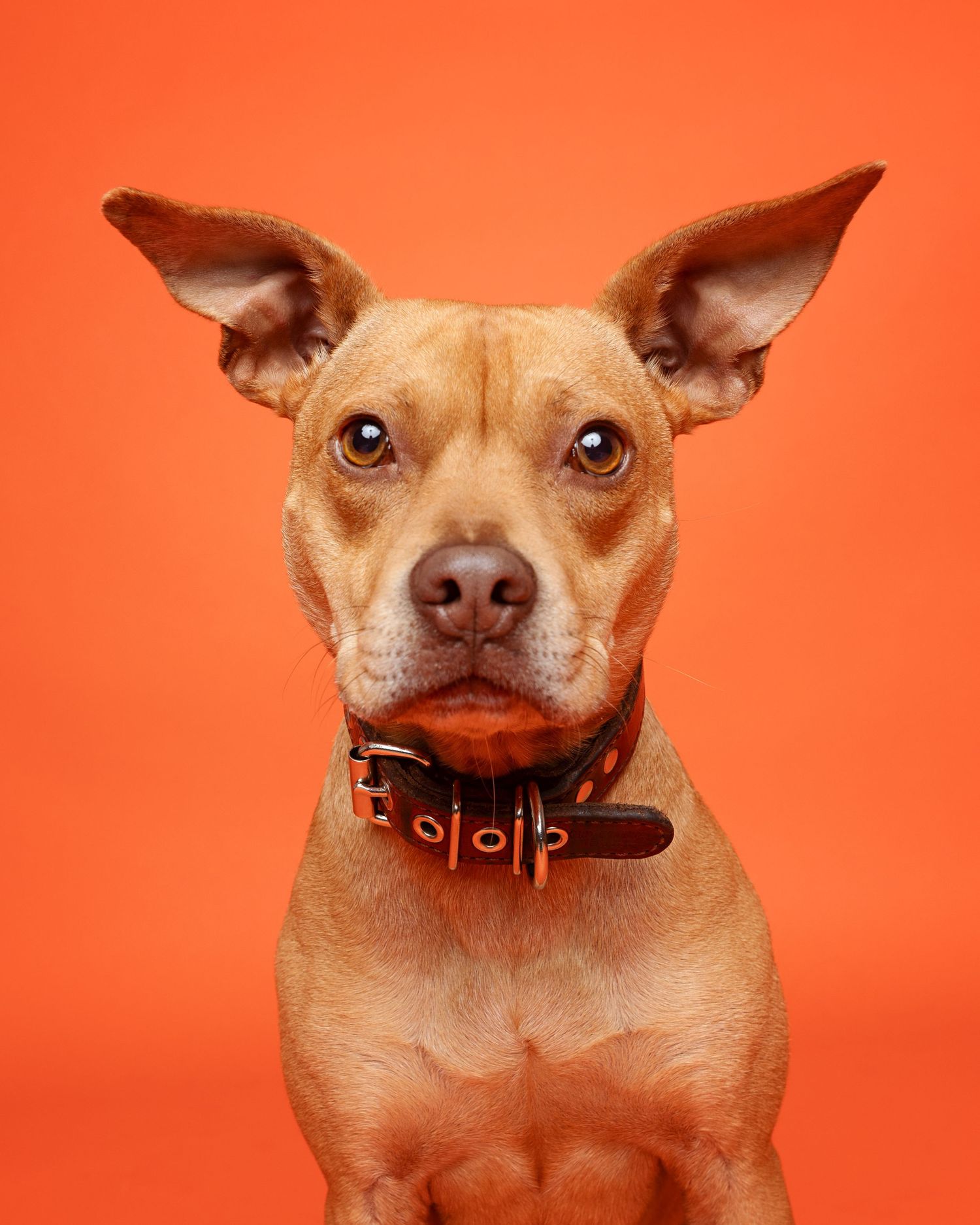 Tan Chihuahua mix with big ears and brown leather collar poses against bright orange background.