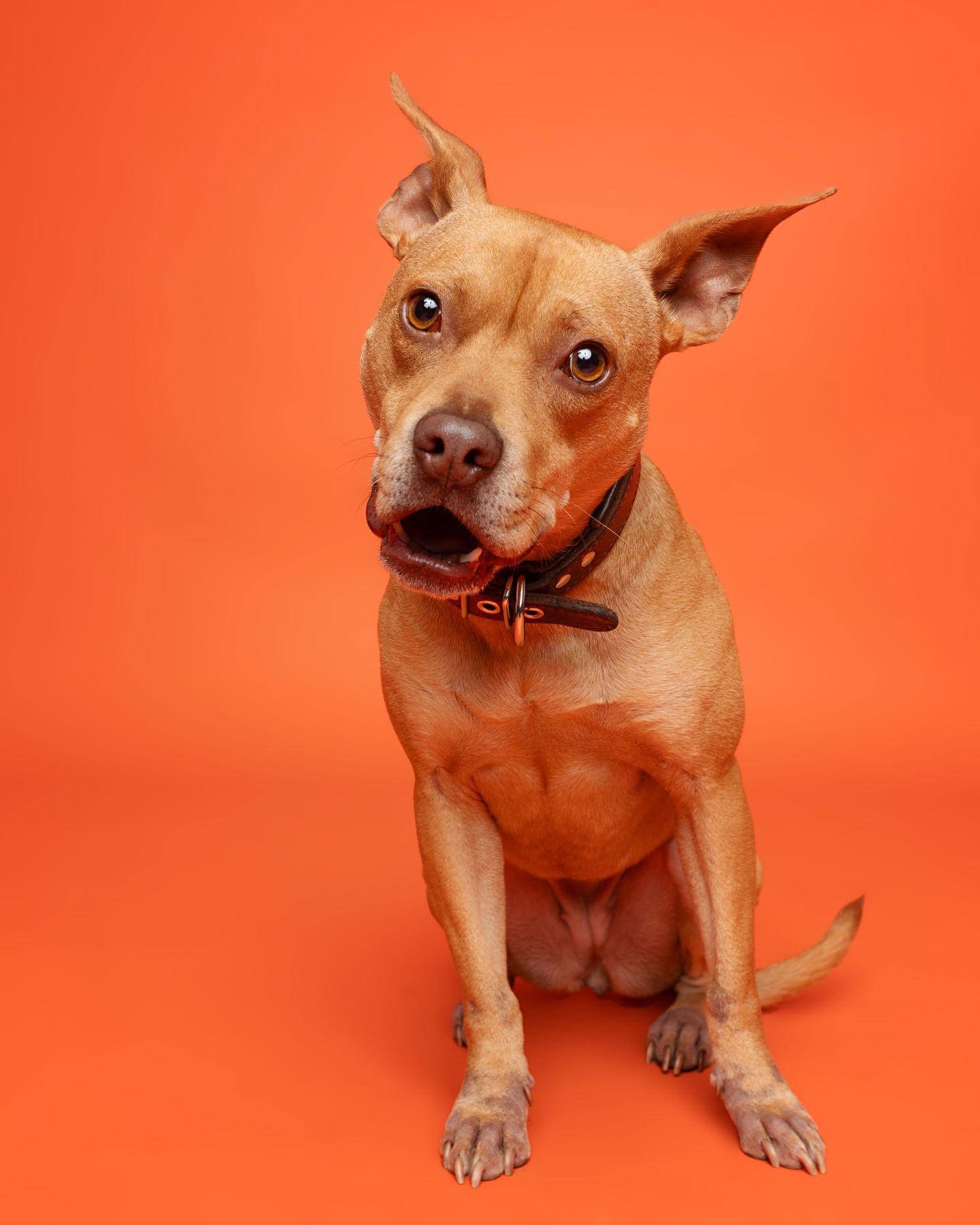 Tan Chihuahua mix showing different poses and expressions against orange background.