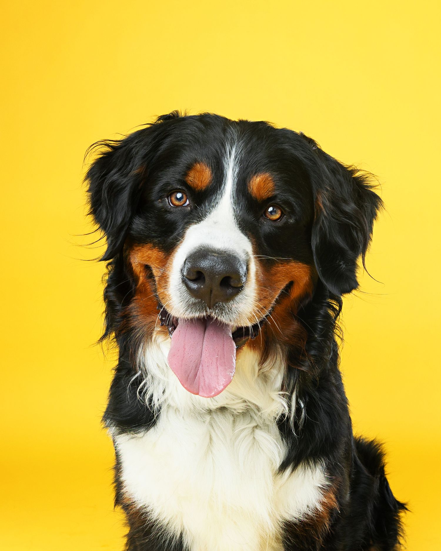Bernese Mountain Dog displaying various expressions and angles against yellow background.
