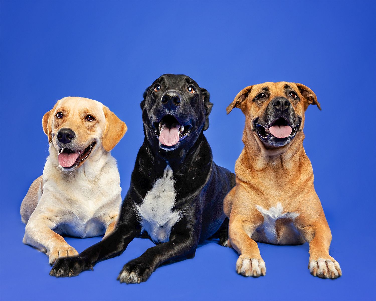 Three dogs of different breeds lounging together on blue studio background.