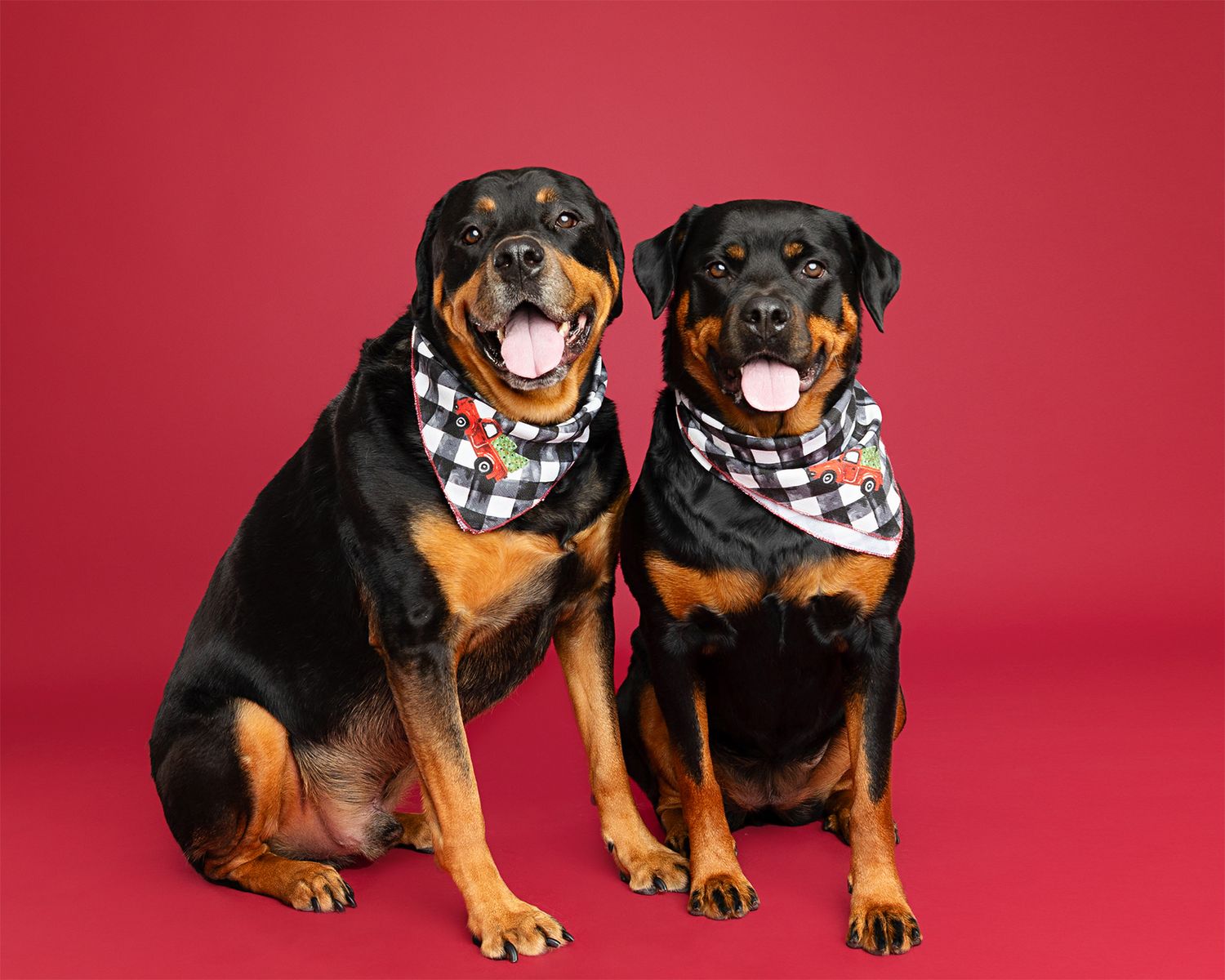 Two Rottweiler puppies wearing checkered bandanas photographed against red background.