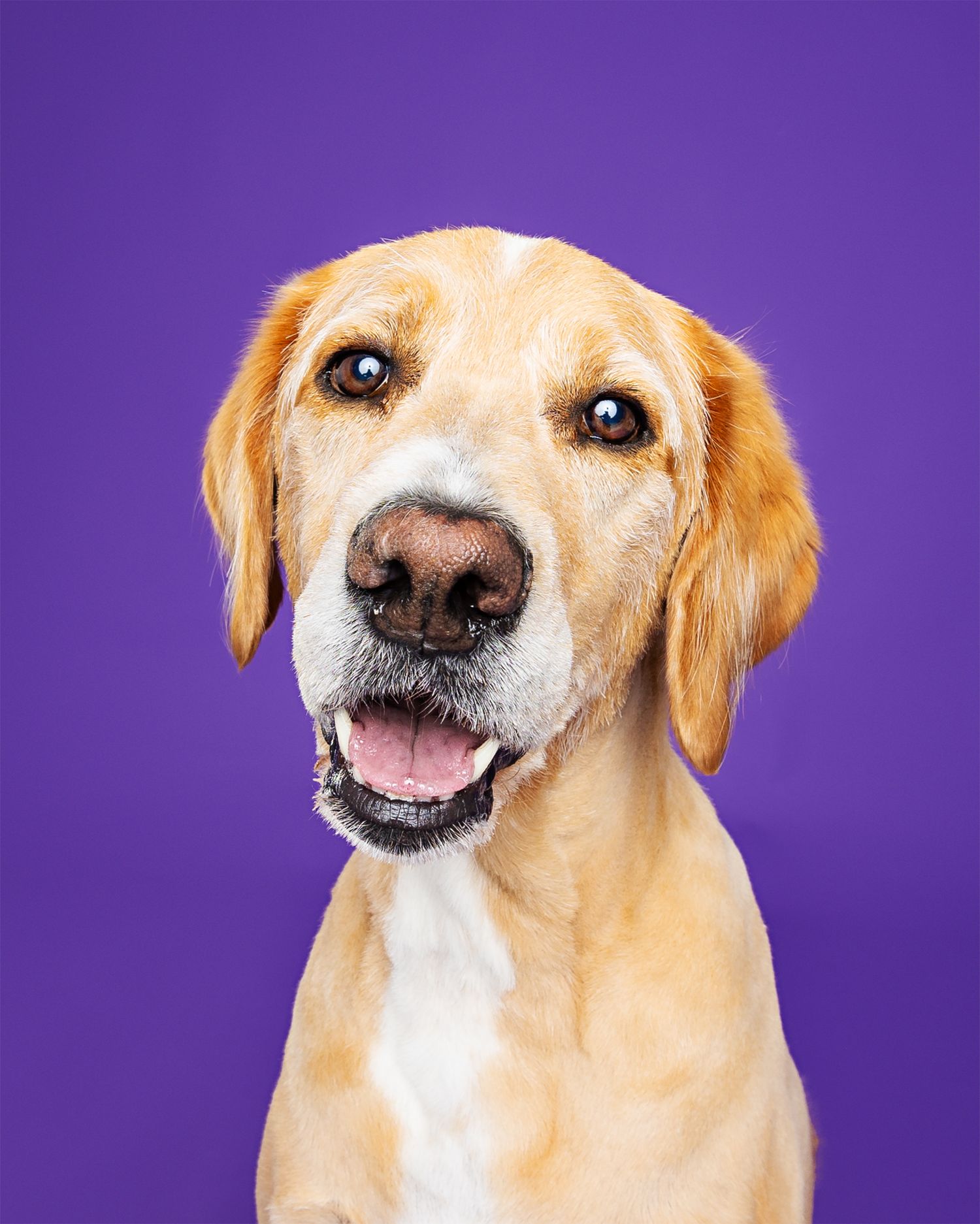 Yellow Labrador making various expressions against purple background in portrait series.