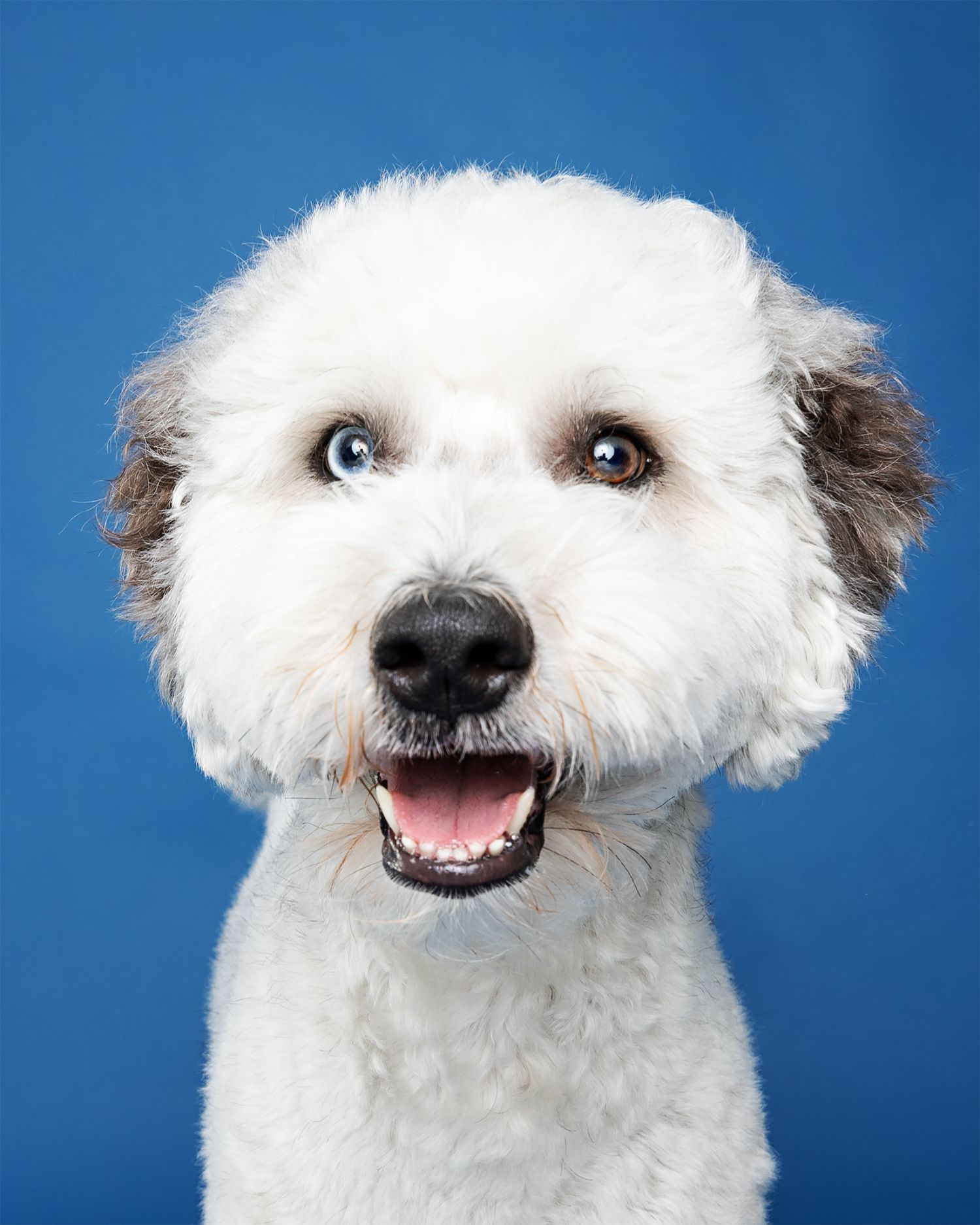 White fluffy dog showing different facial expressions against blue background.