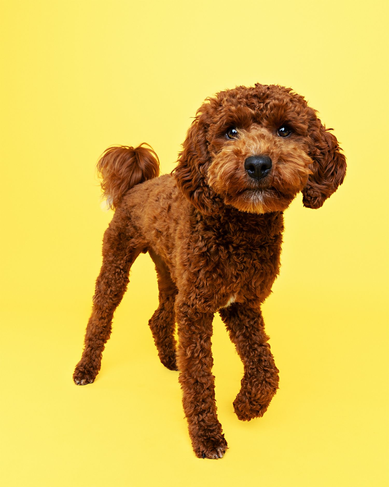 Brown poodle shown in motion sequence against bright yellow background.