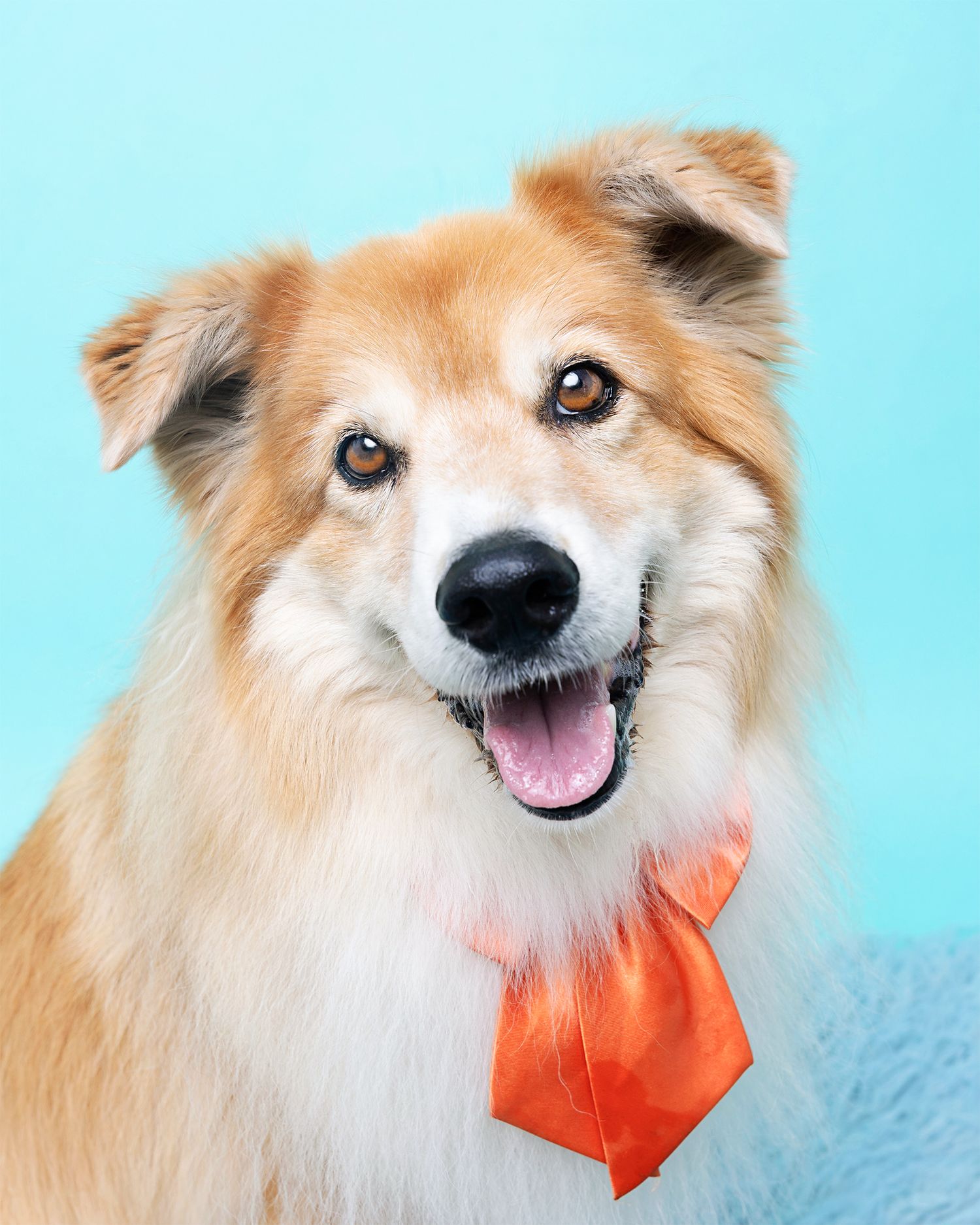 Happy mixed breed dog wearing orange tie against light blue background.
