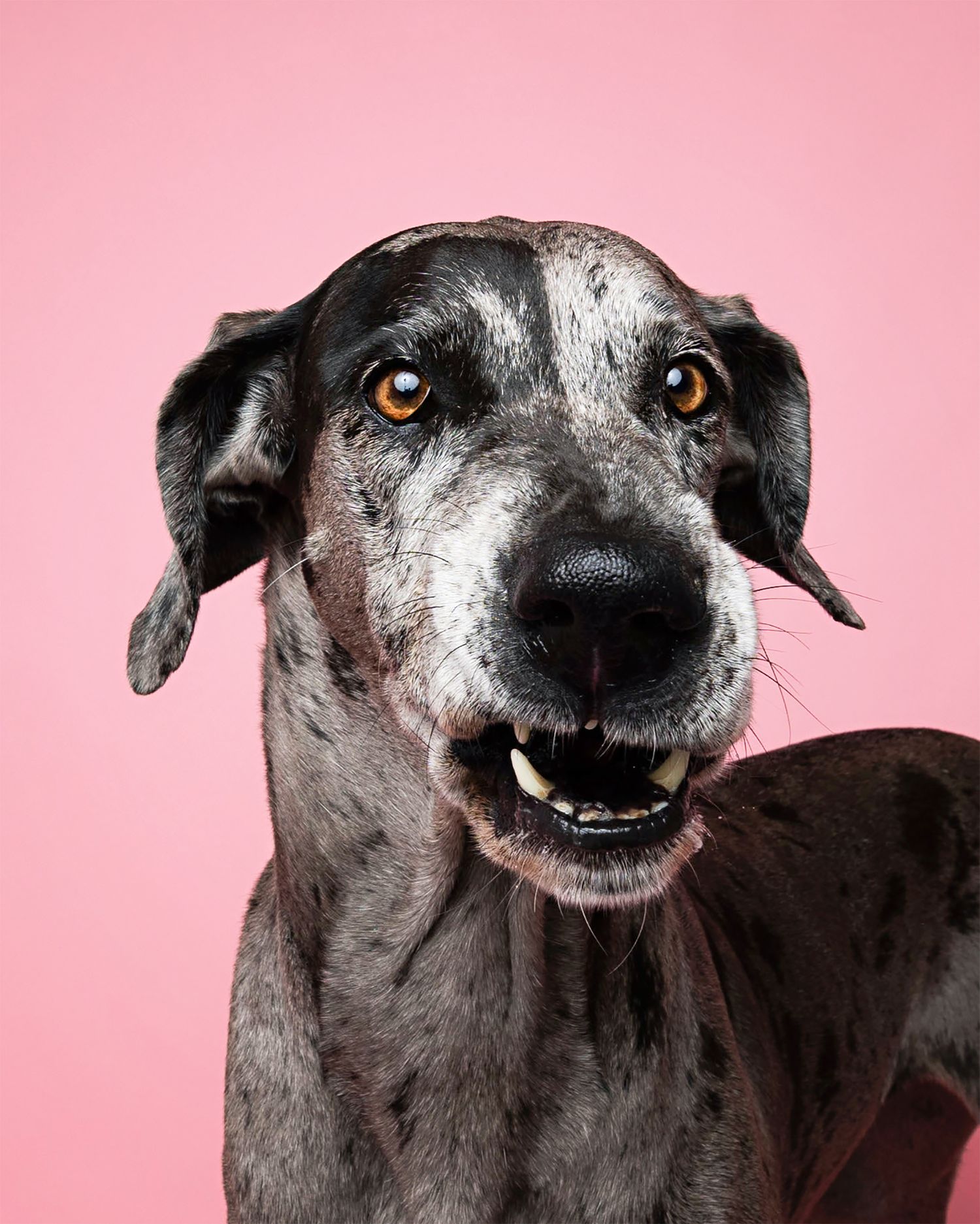 Great Dane with expressive face against pink background.