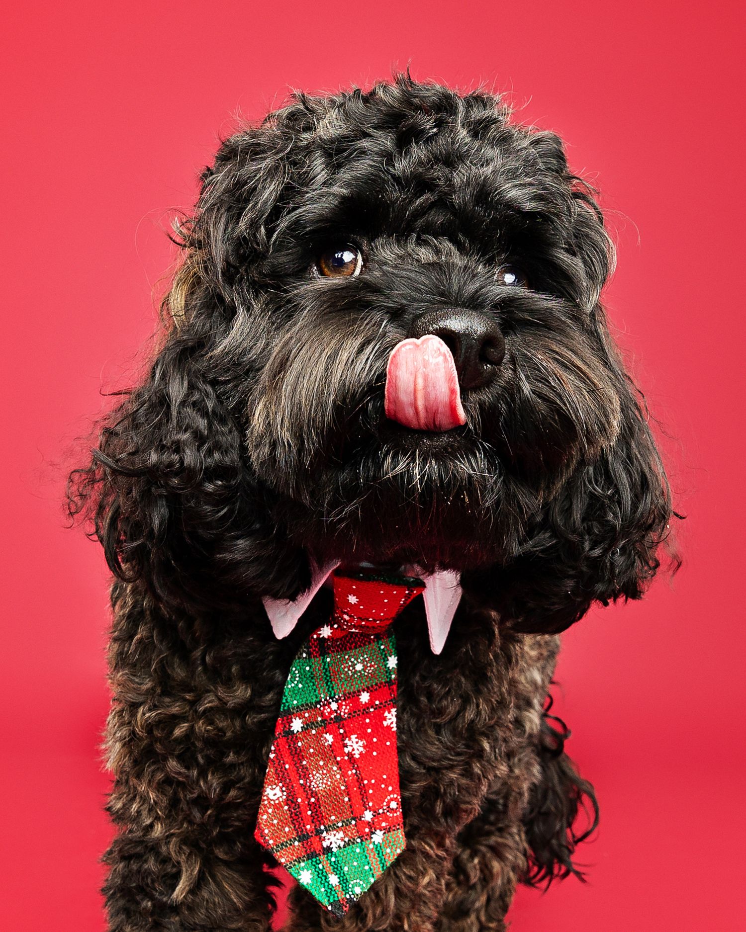 Black curly-haired dog with Christmas stocking toy photographed against red background.
