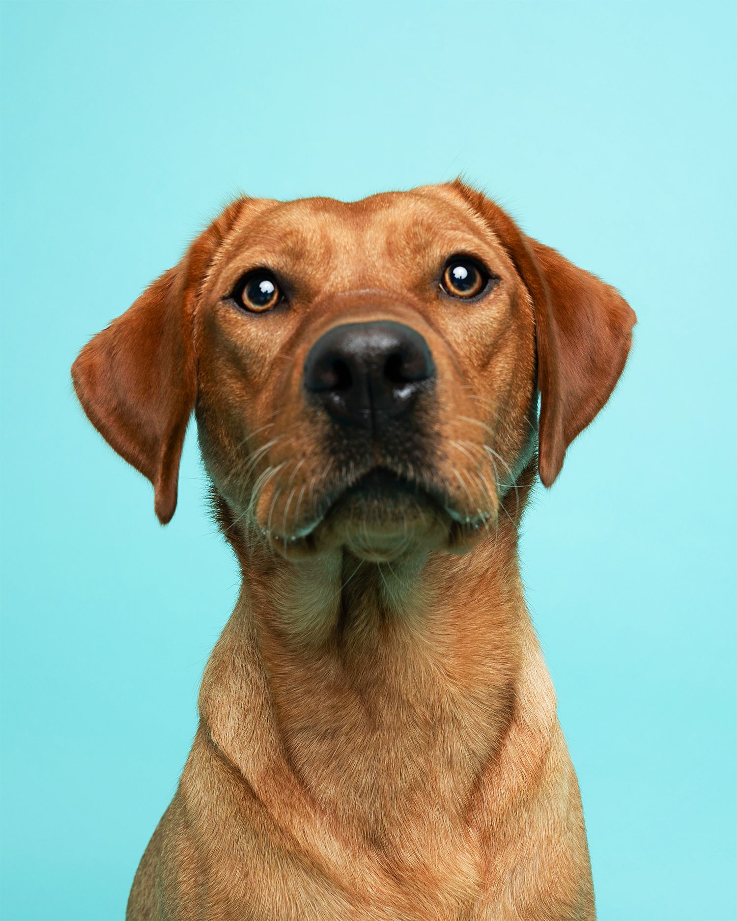 Close up portrait sequence of a brown mixed breed dog against a turquoise background.