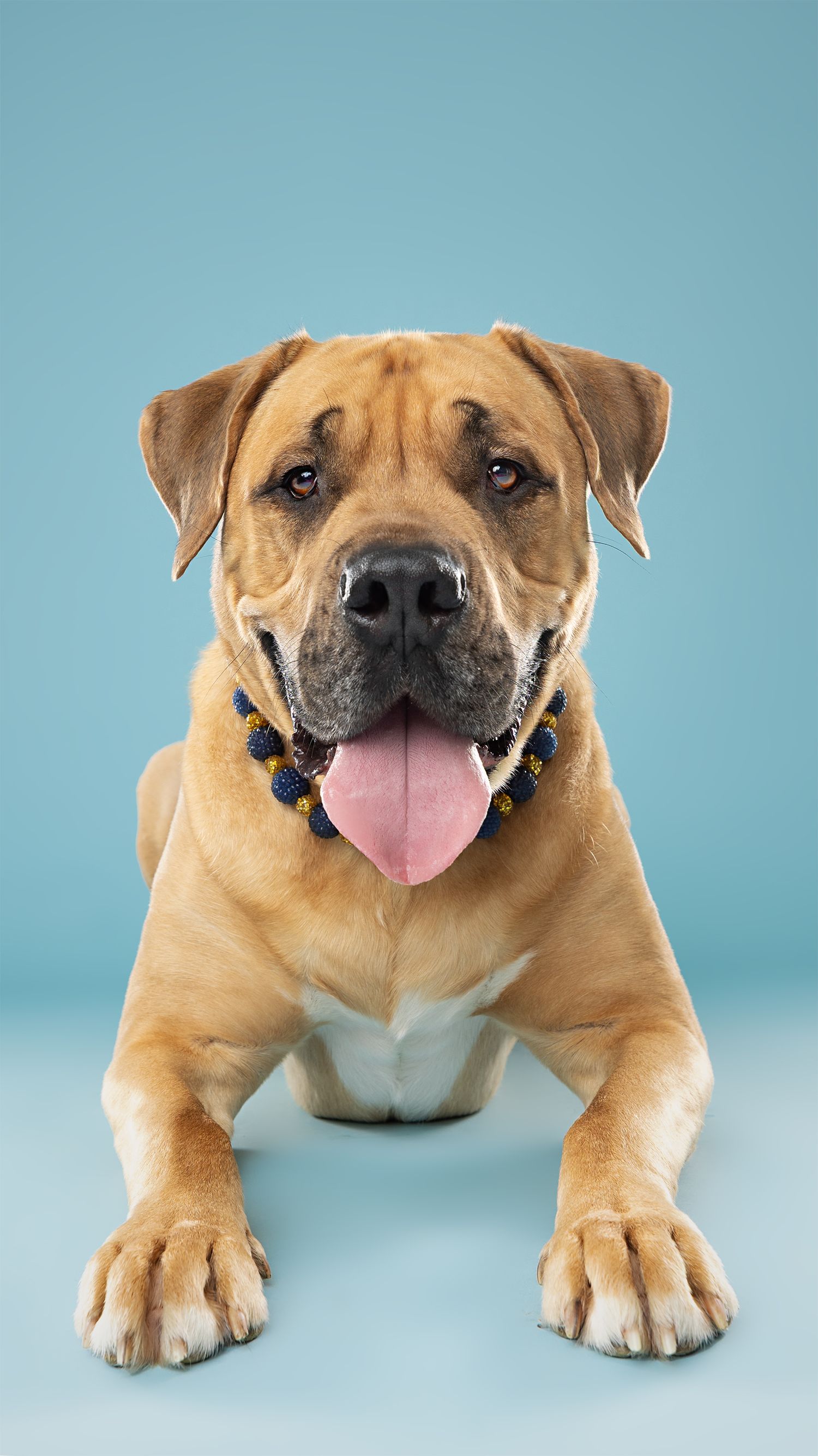 Tan pit bull puppy lying down on blue background showing playful expressions.