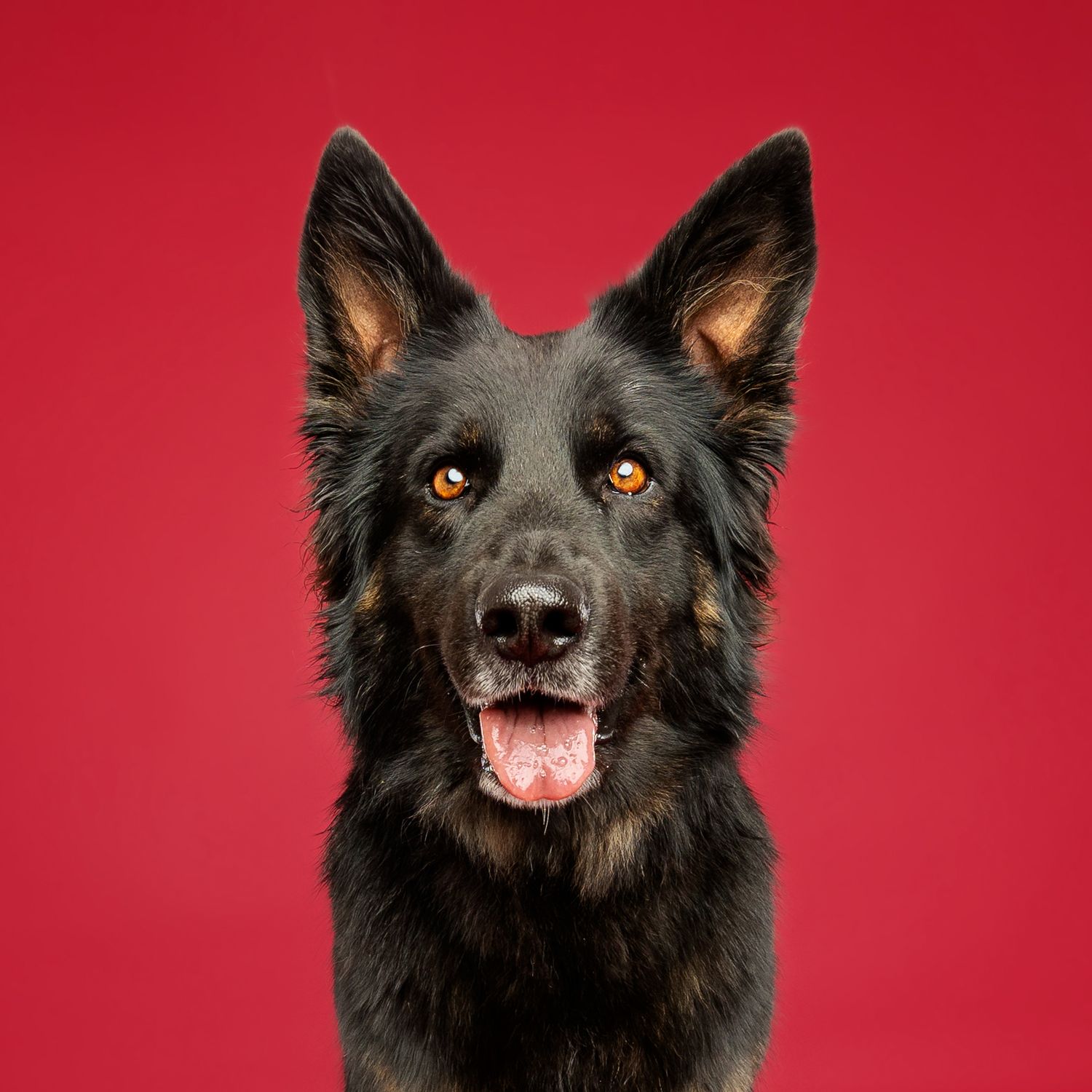 Black Belgian Shepherd showing different facial expressions against red background.