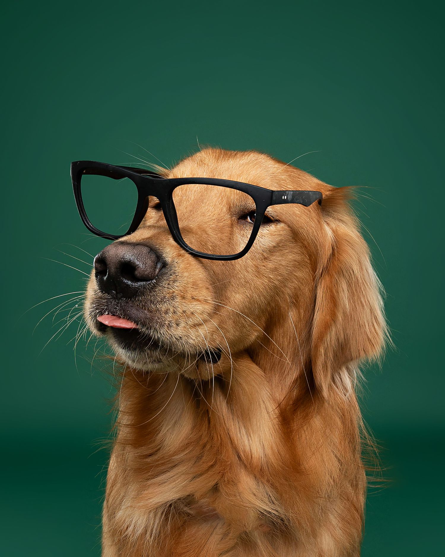 Golden Retriever wearing black glasses poses expressively against dark green background.