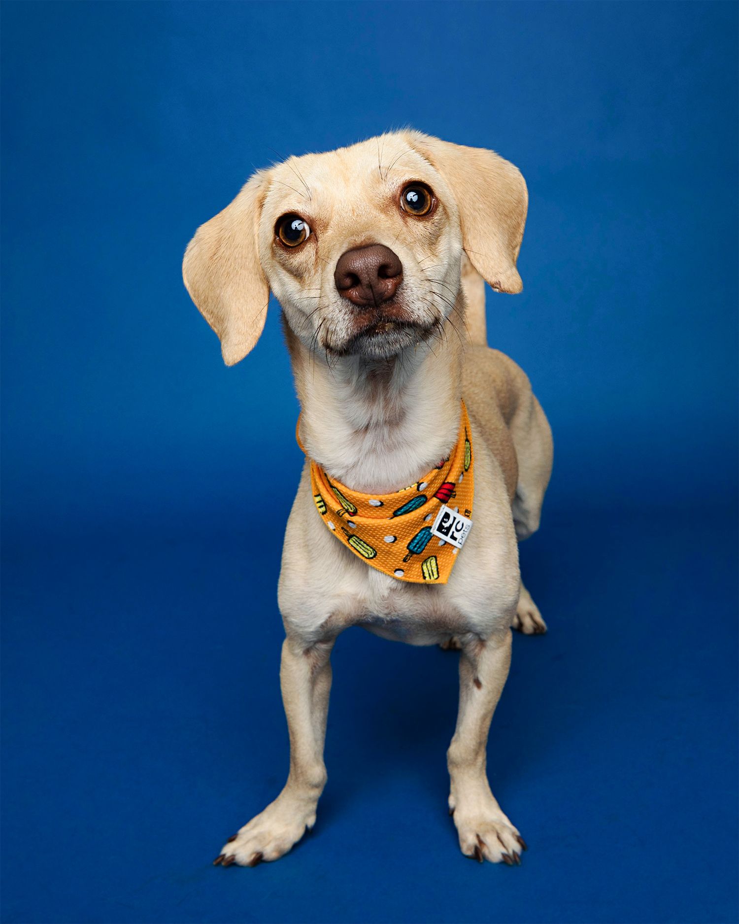 Yellow lab puppy in orange bandana photographed from different angles on blue background.