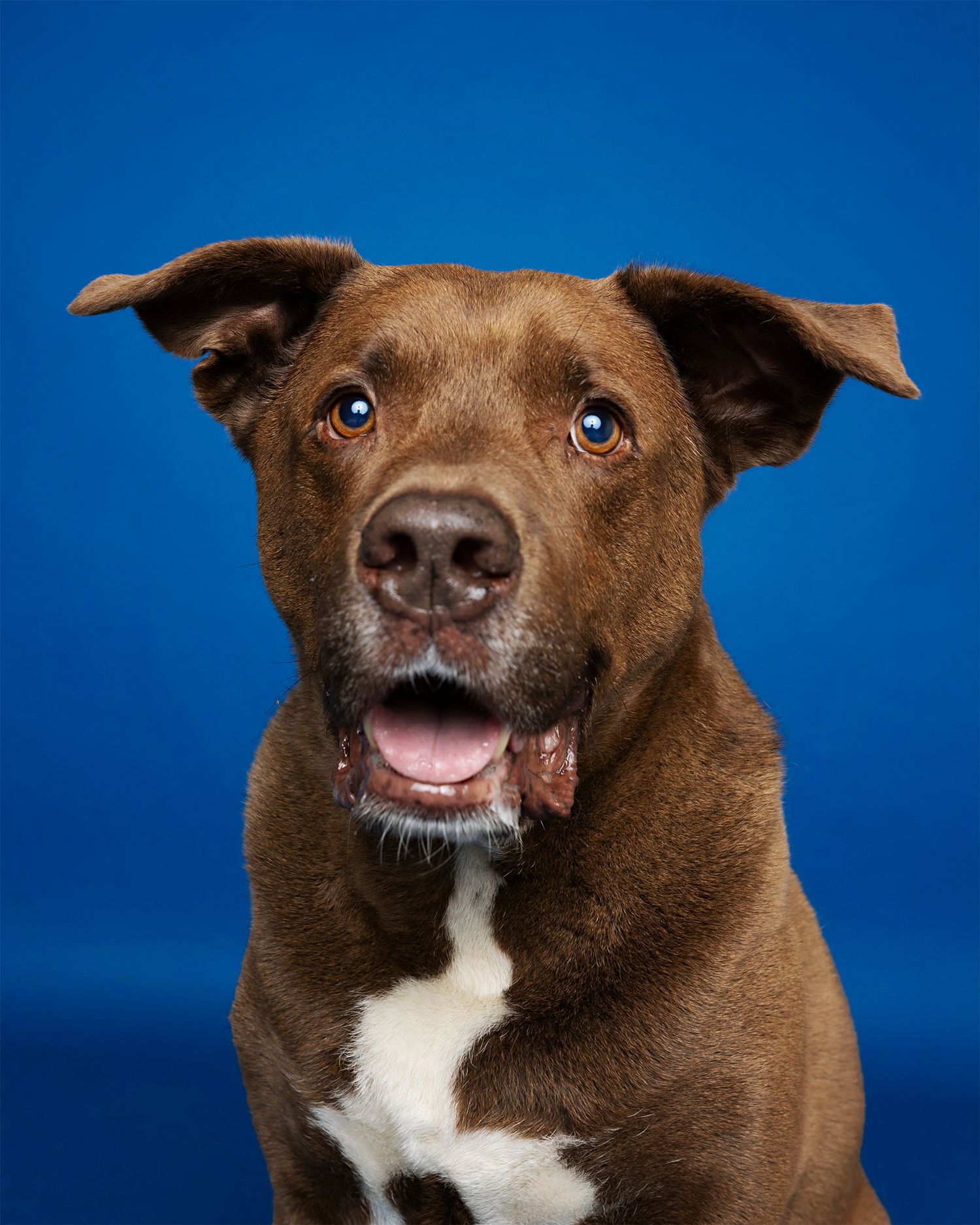 Brown and white dog showing different playful expressions against blue background.