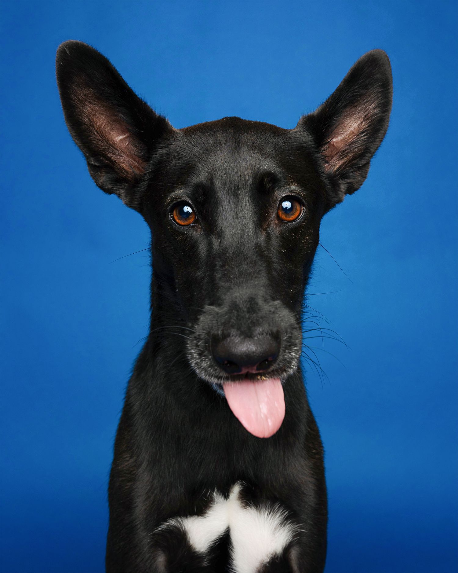 Black and white dog displaying different poses and expressions against bright blue background.