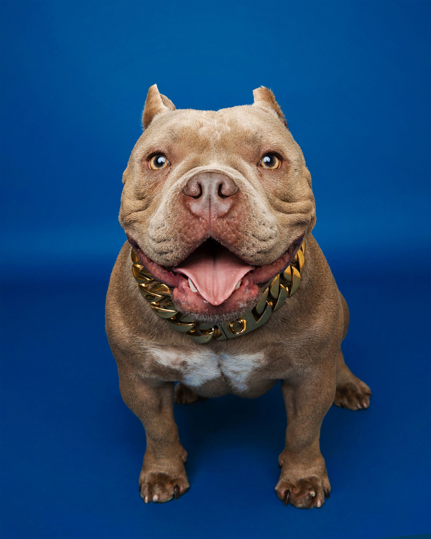 Muscular pit bull terrier dog with spiked collar posing at different angles on blue backdrop.