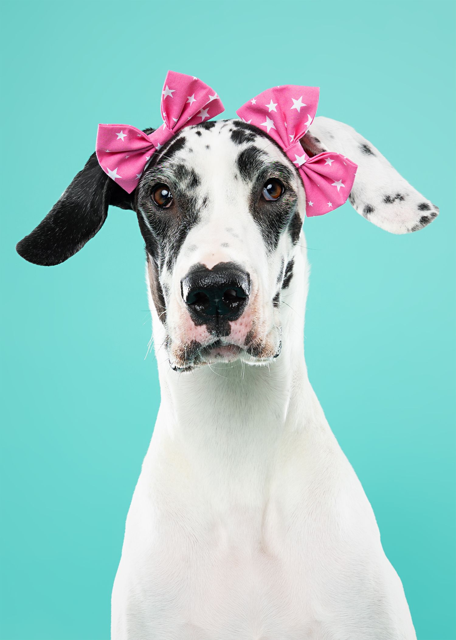 Black and white spotted dog wearing pink bow poses in sequence against turquoise background.