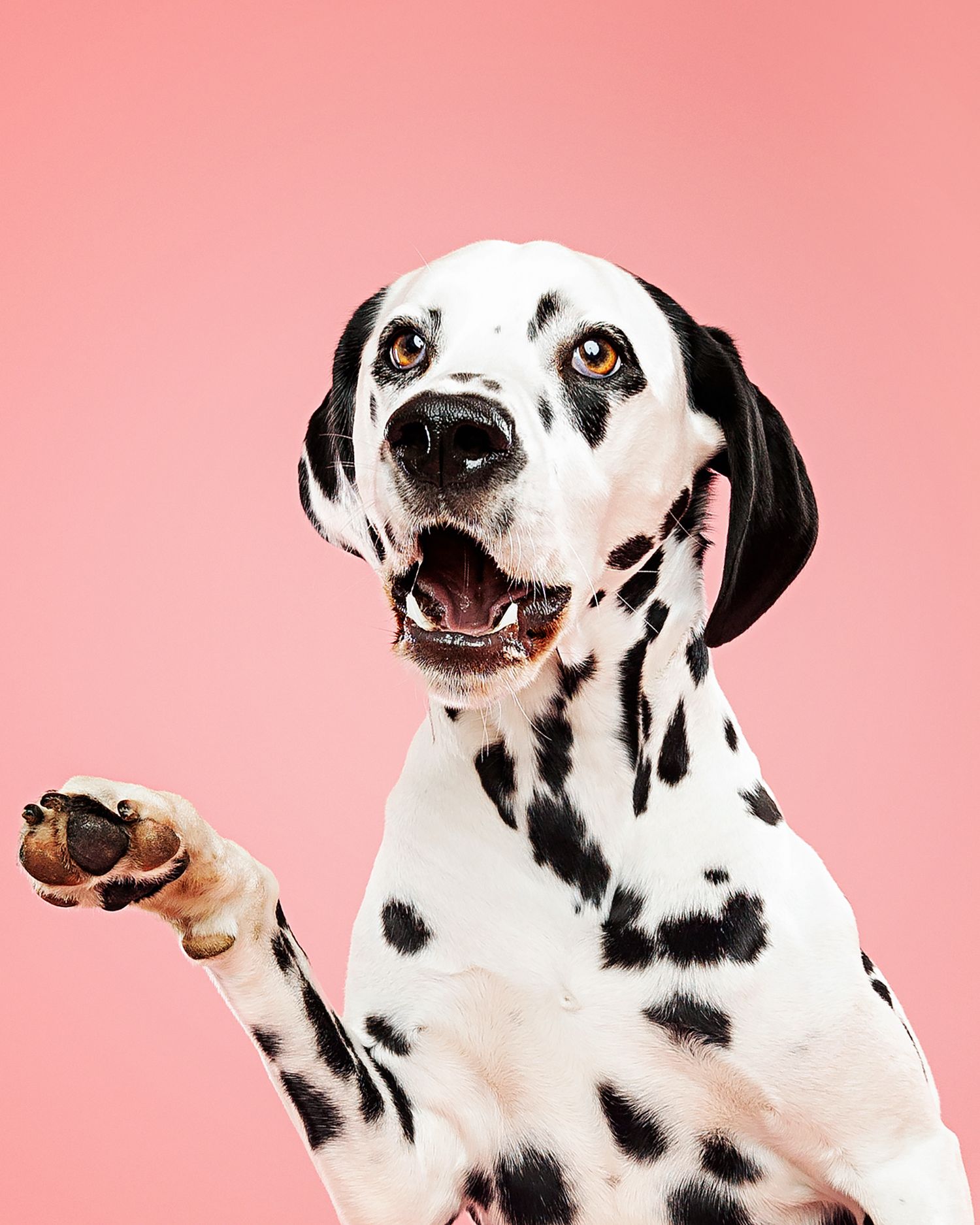 Dalmatian dog with black spots showing various facial expressions against pink background.