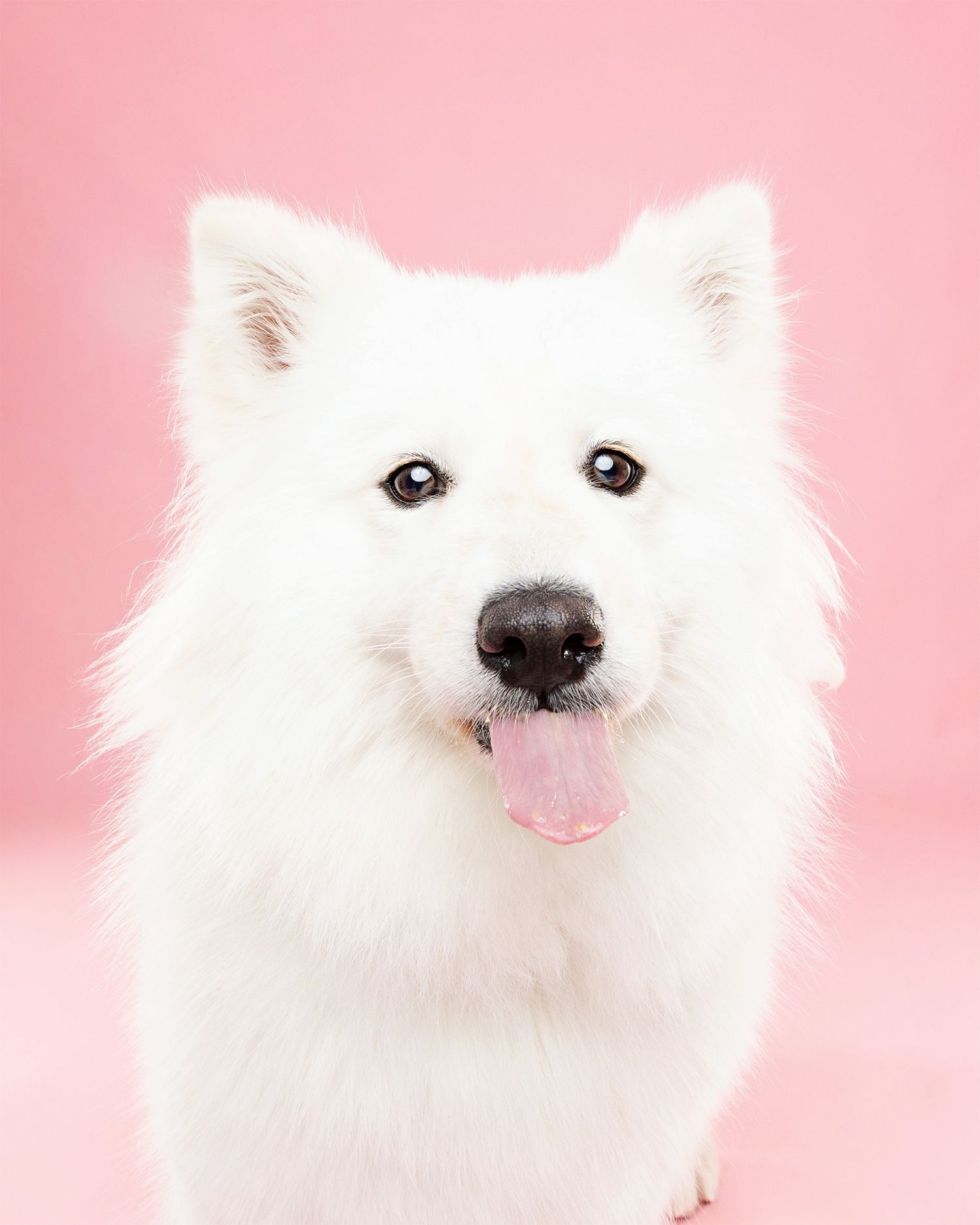 Series of portrait shots showing a fluffy white Pomeranian dog against a pink backdrop.
