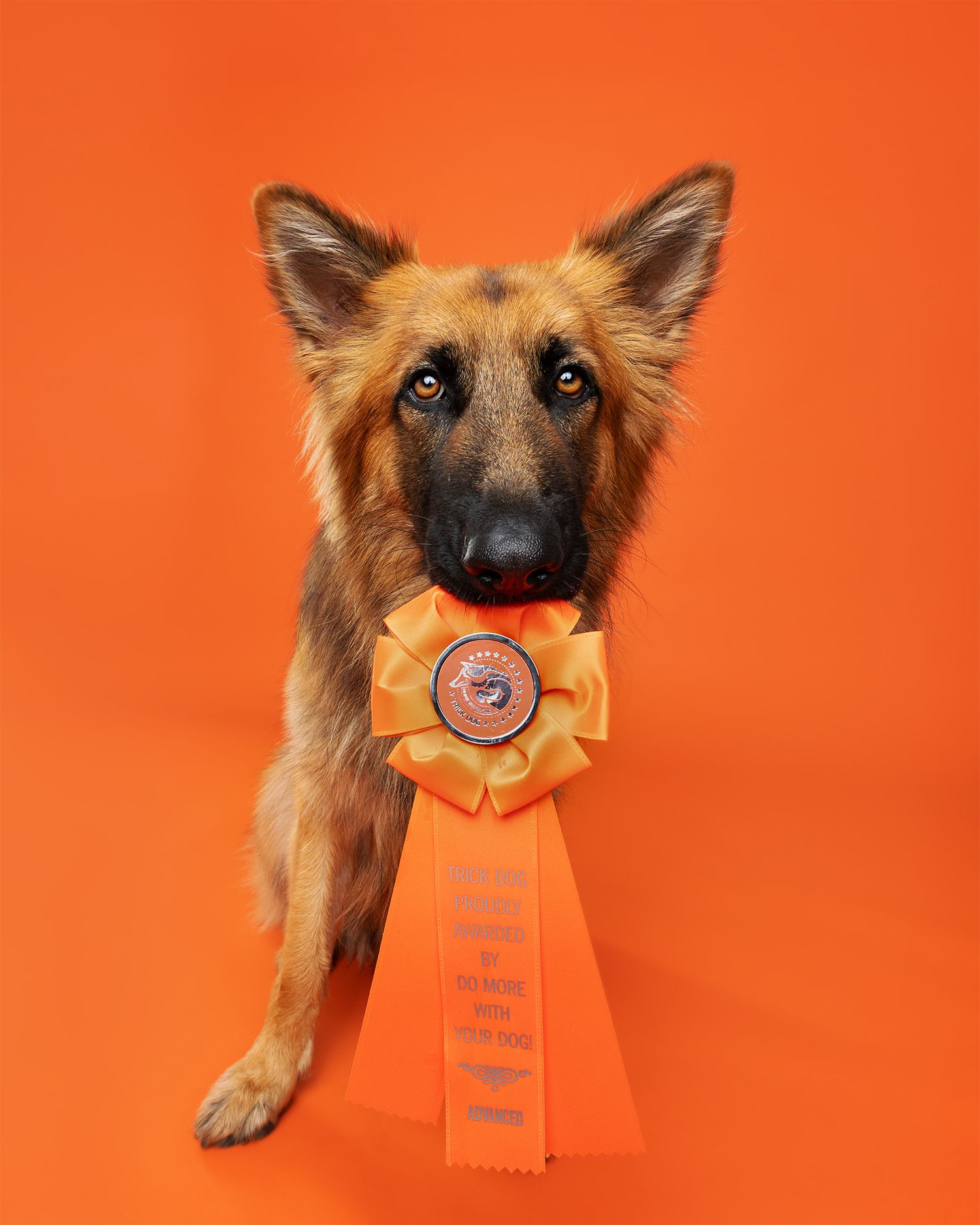 German Shepherd wearing orange ribbon award showing different angles against orange backdrop.